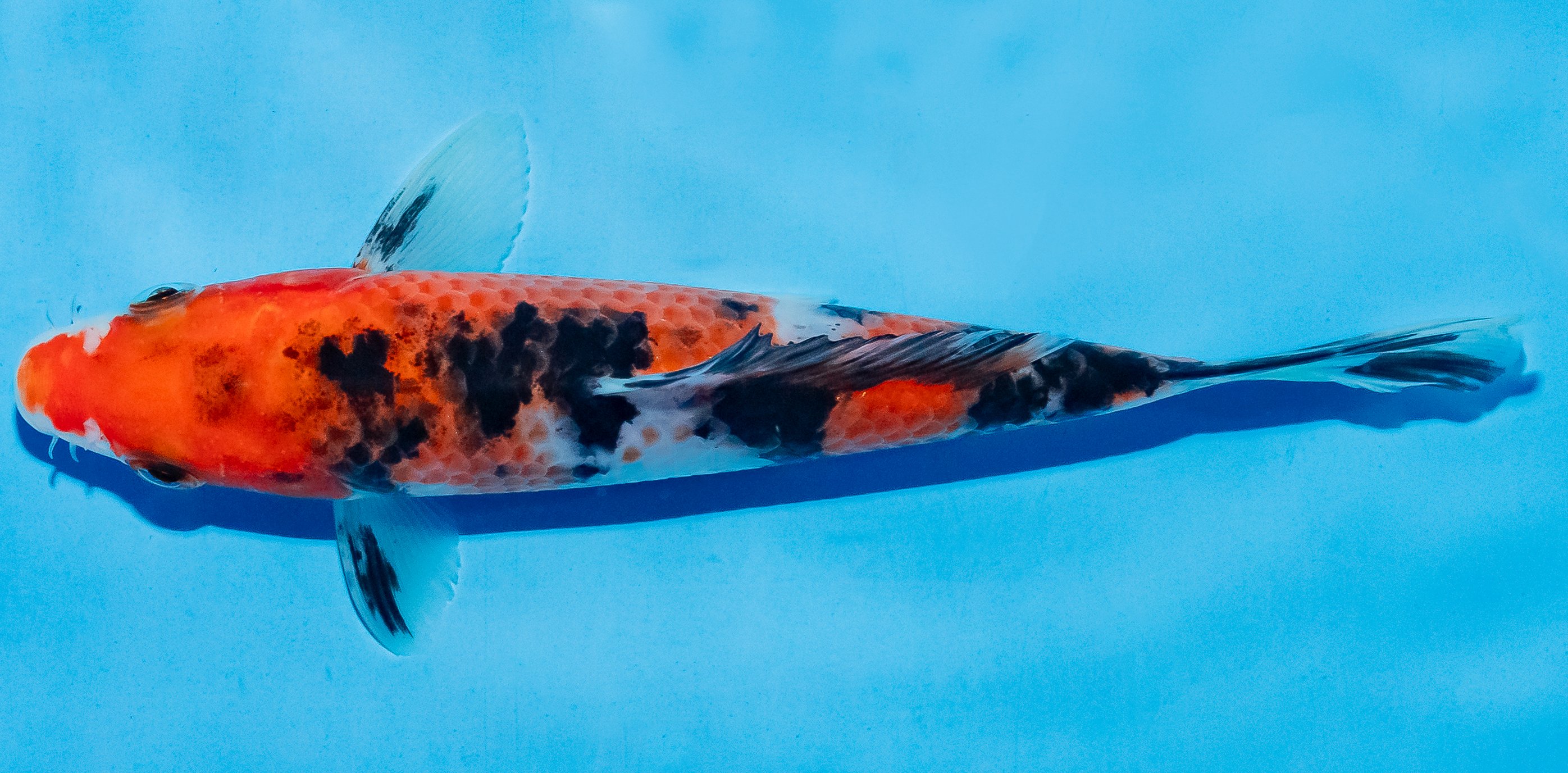 Koi 14-17cm Nr. 4770