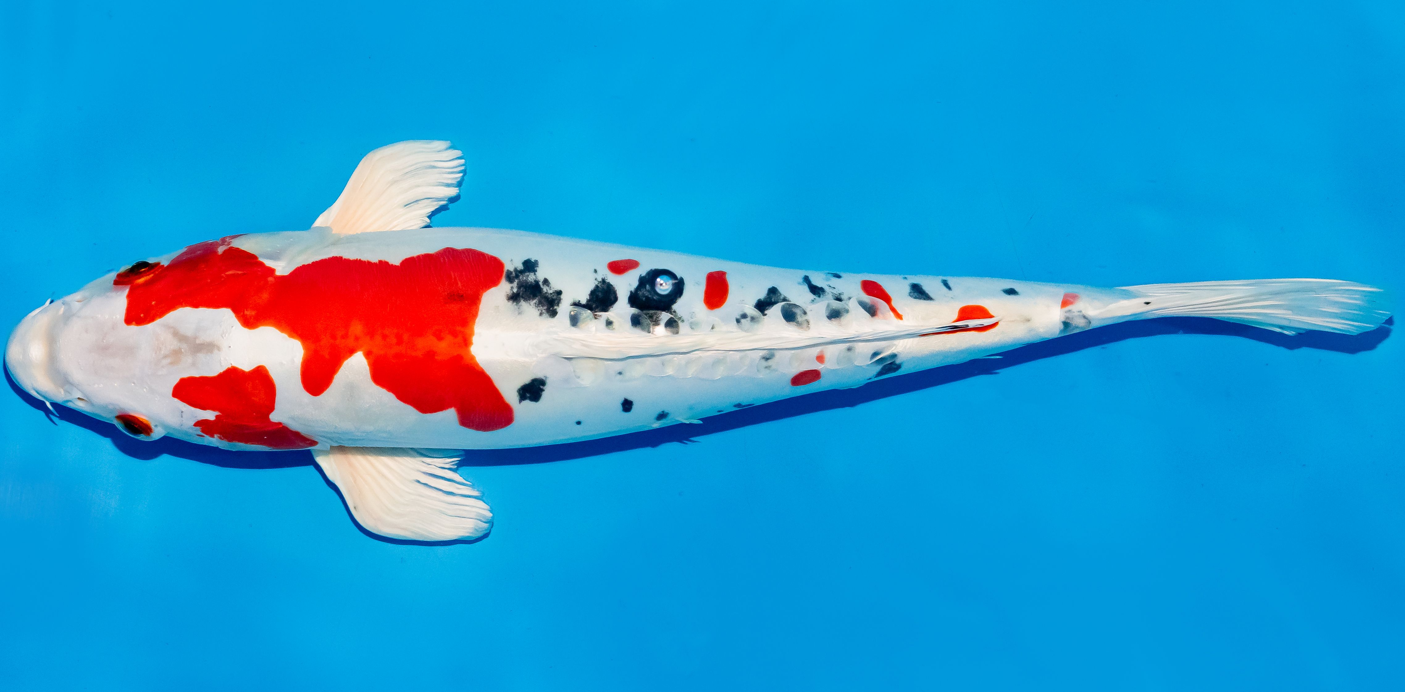 Koi 35-40cm Nr. 5012
