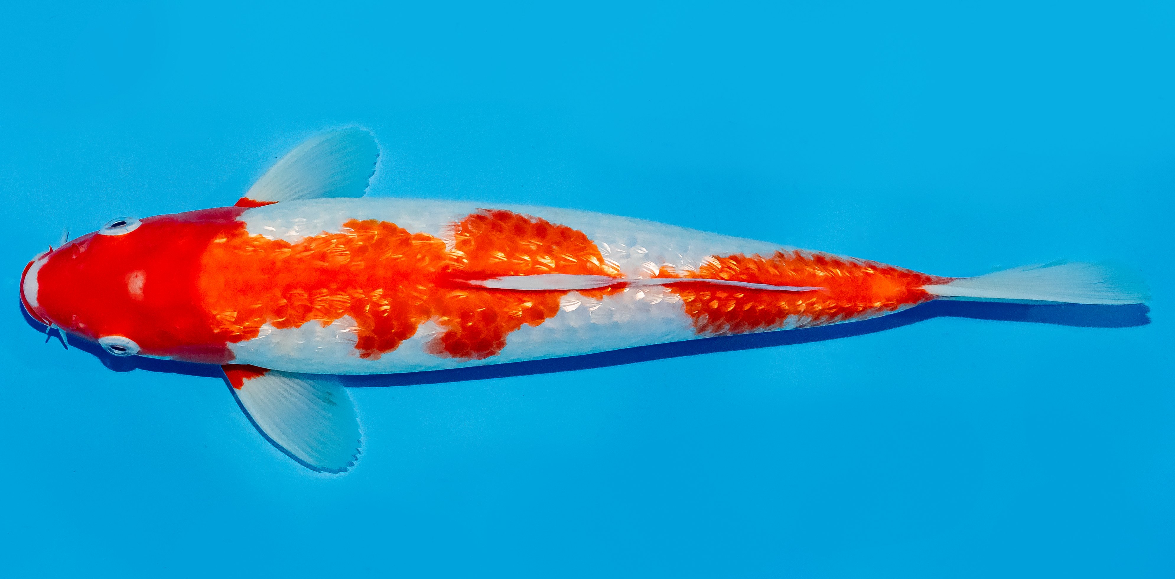 Koi 30-35cm Nr. 5144