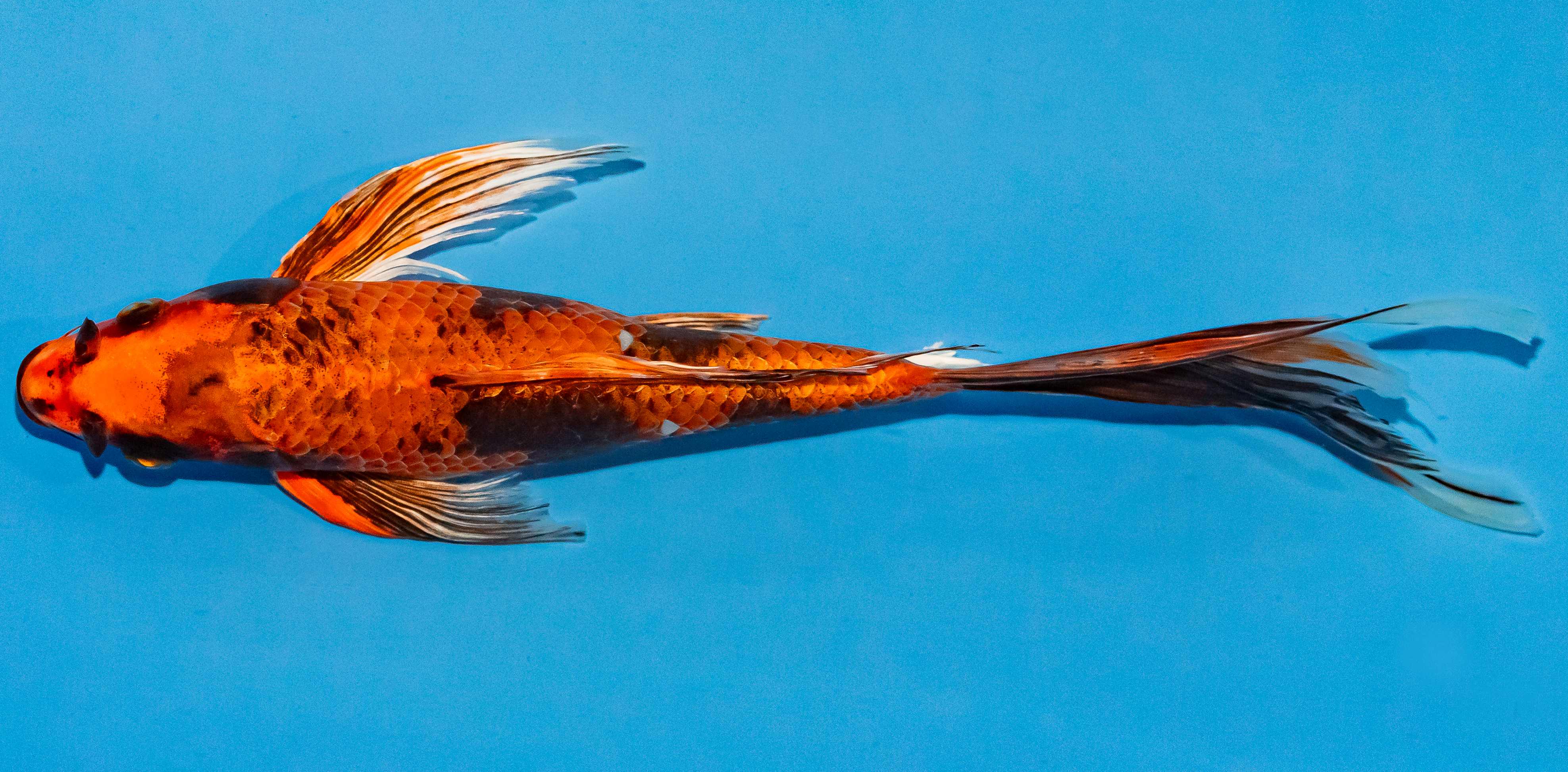 Butterfly Koi 25-30cm Nr. 2398