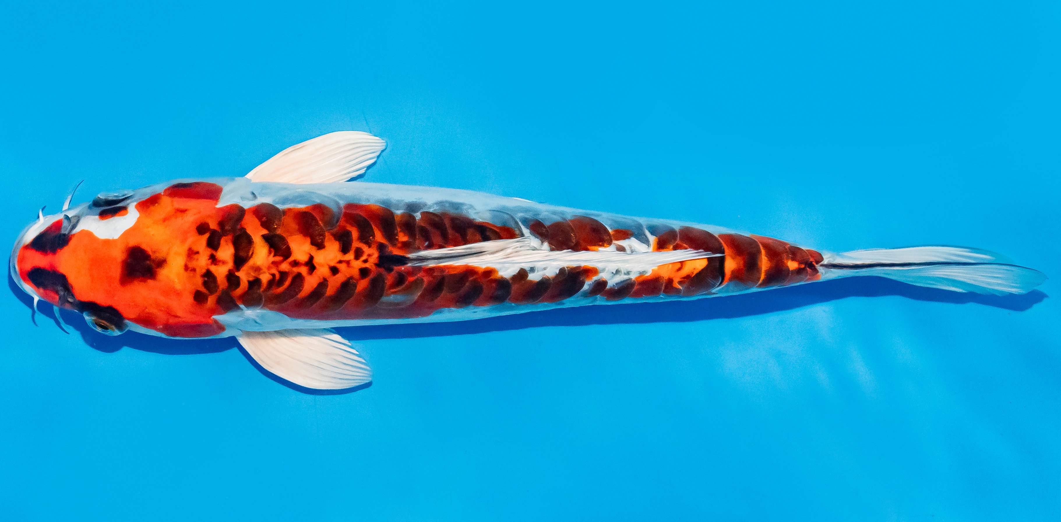 Koi 25-30cm Nr. 7949