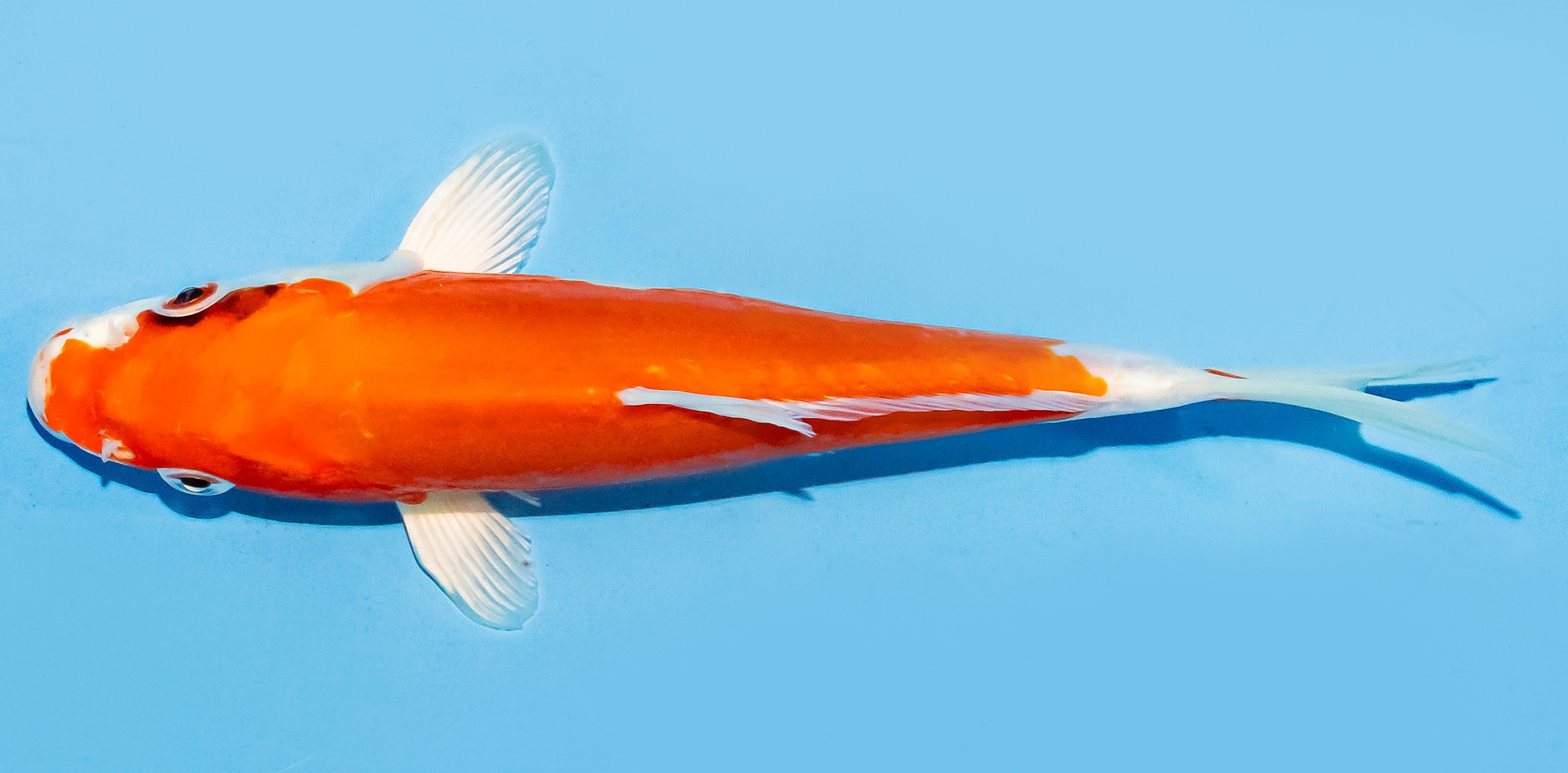 Koi 17-20cm Nr. 7778