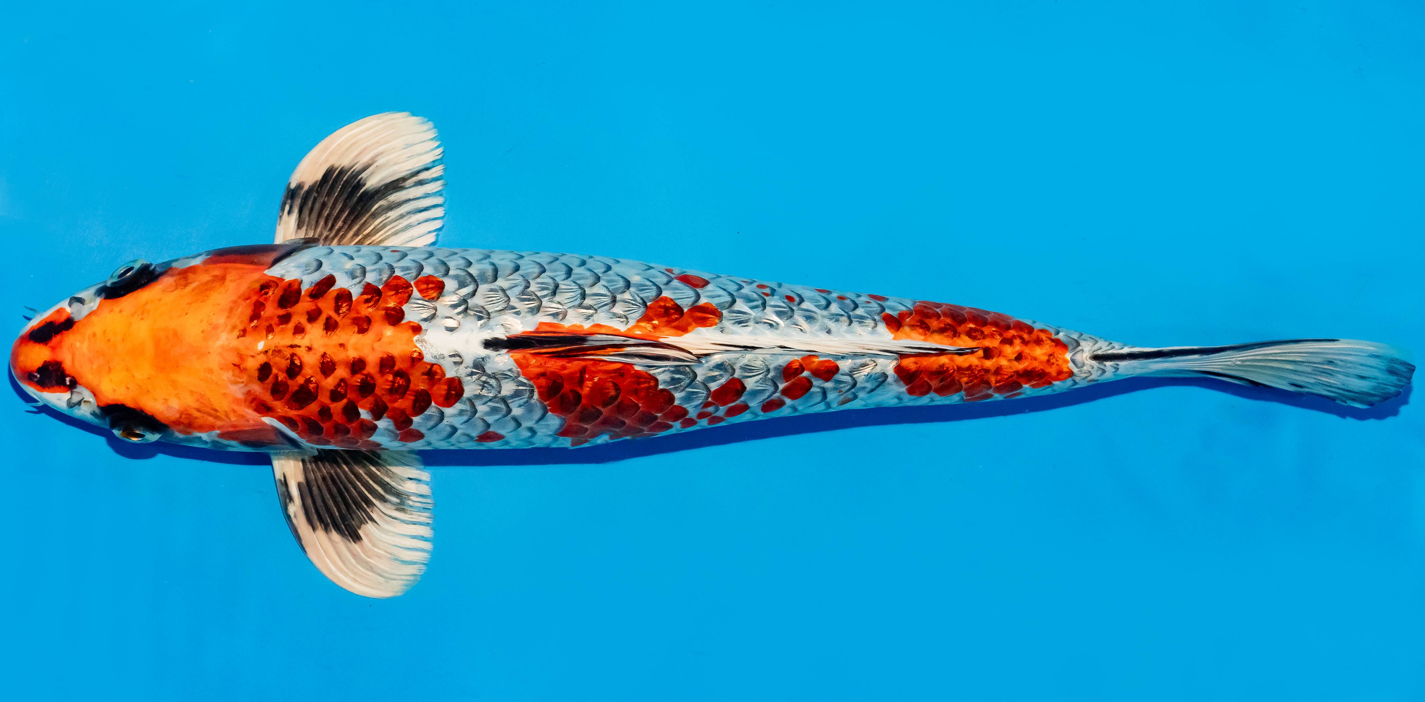 Koi 35-40cm Nr. 5042