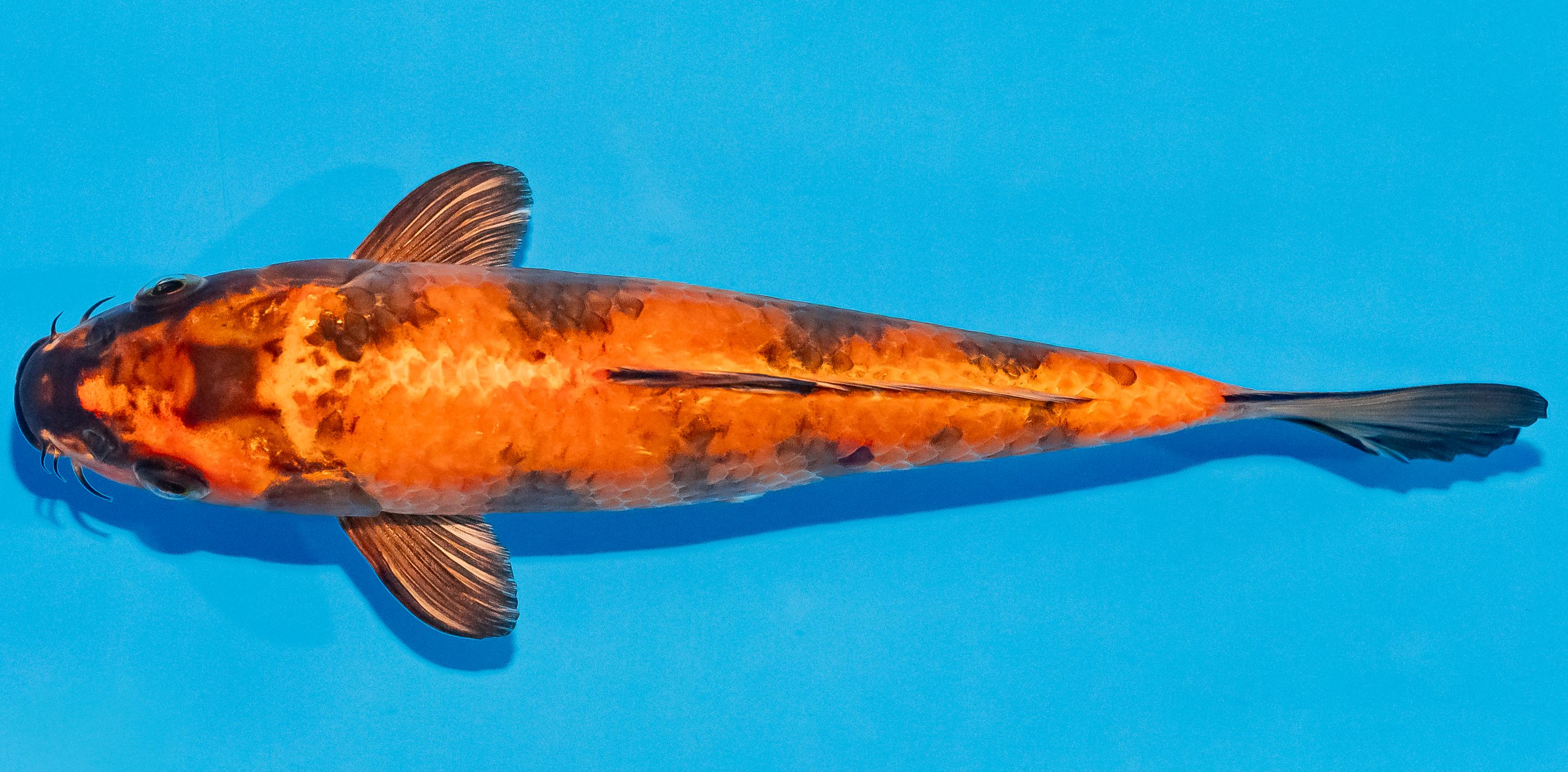 Koi 20-25cm Nr. 2817