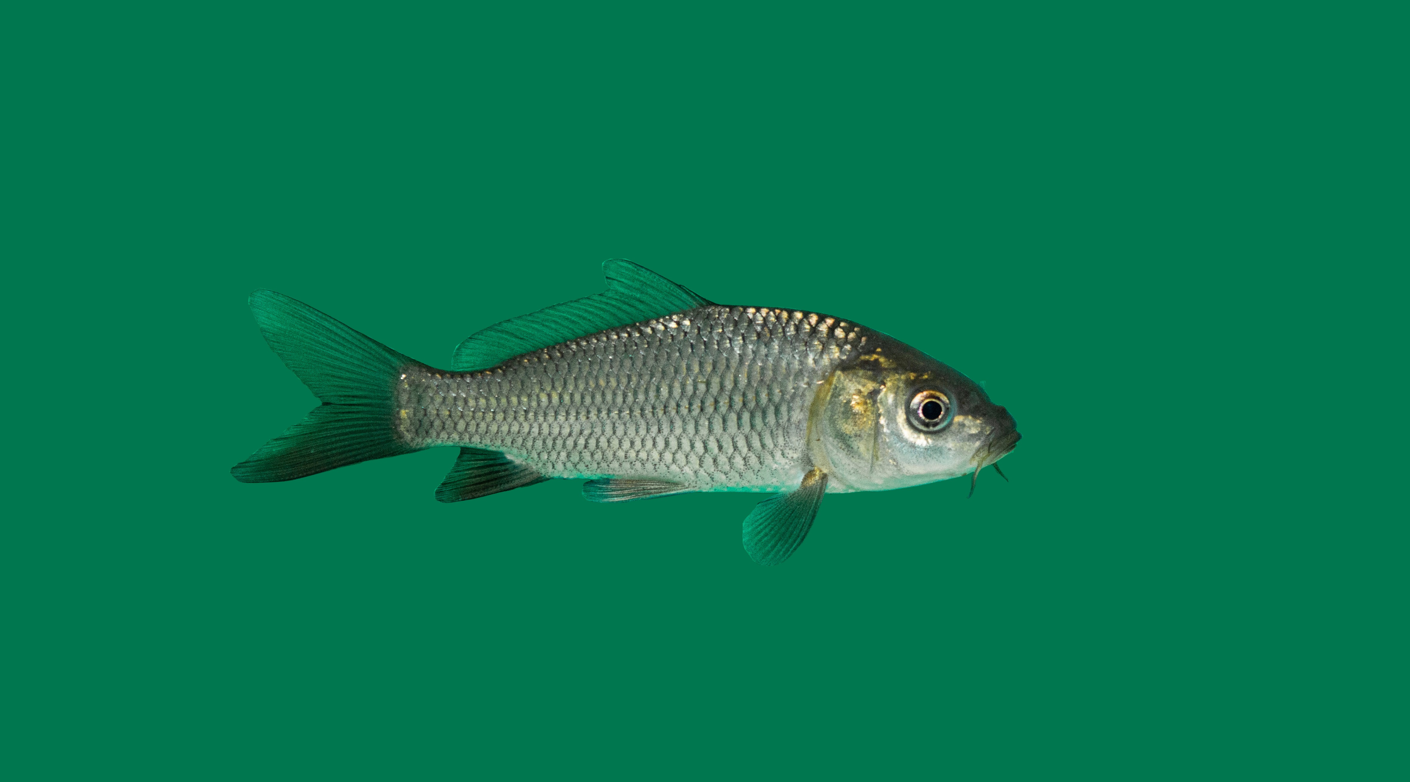 Wilde- of Boerenkarper
