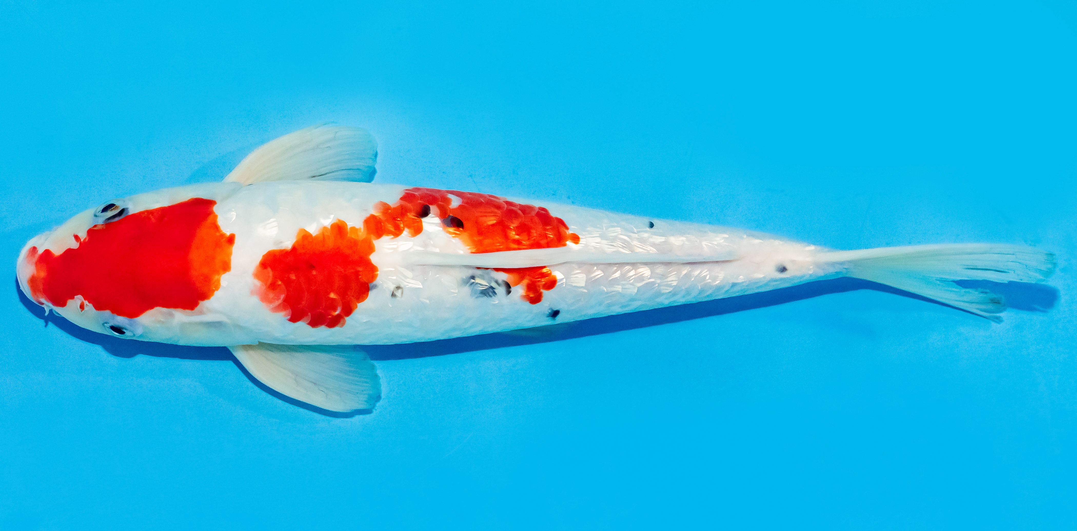 Koi 30-35cm Nr. 7634