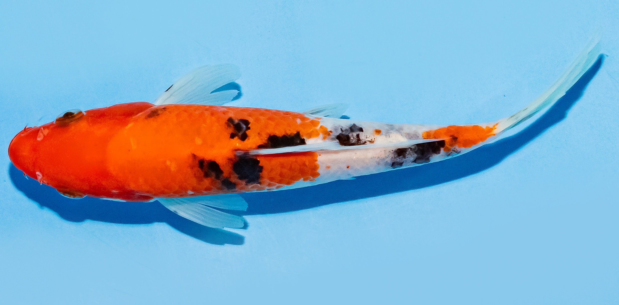Koi 17-20cm Nr. 7753