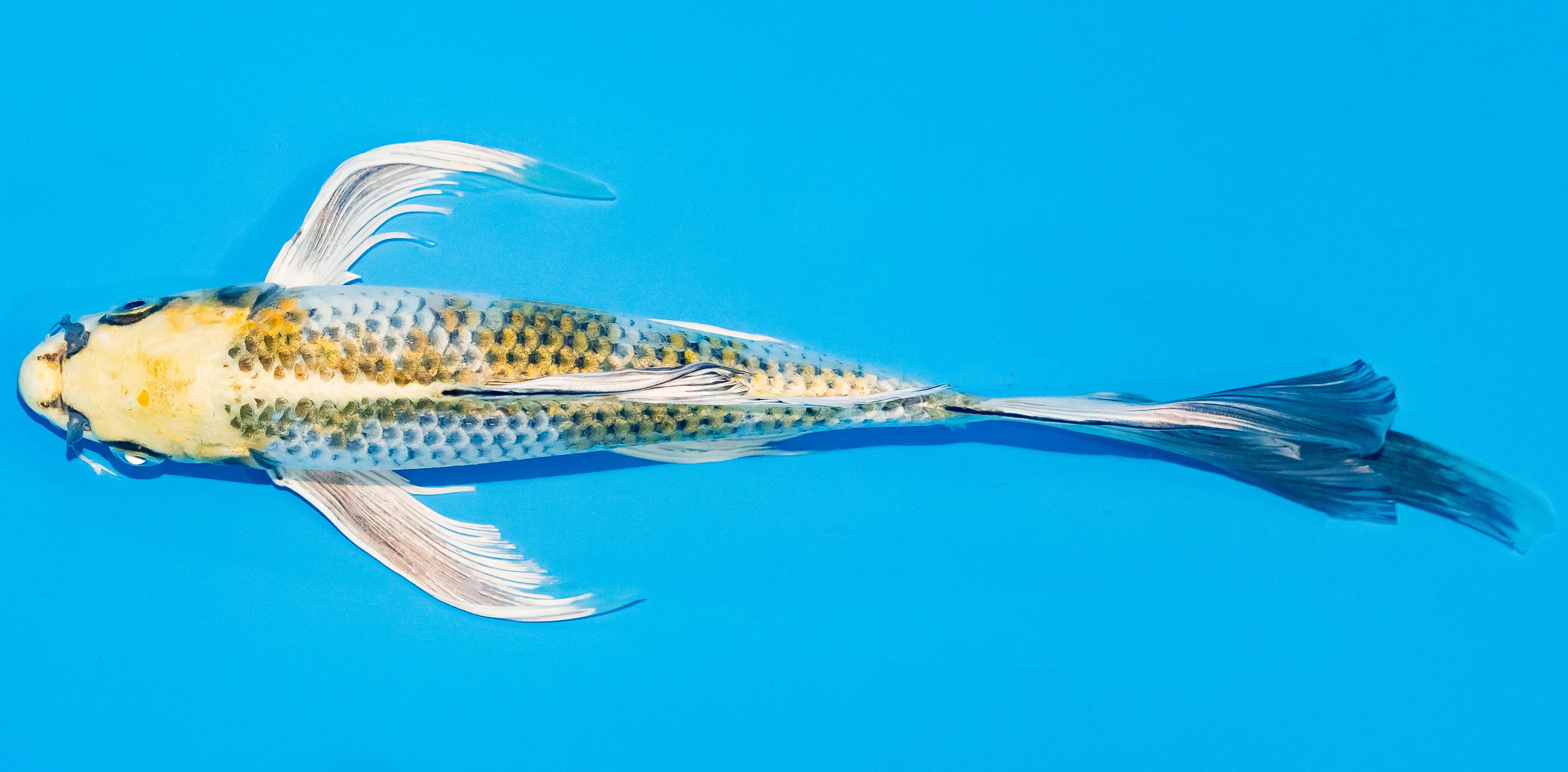 Butterfly Koi 25-30cm Nr. 2407