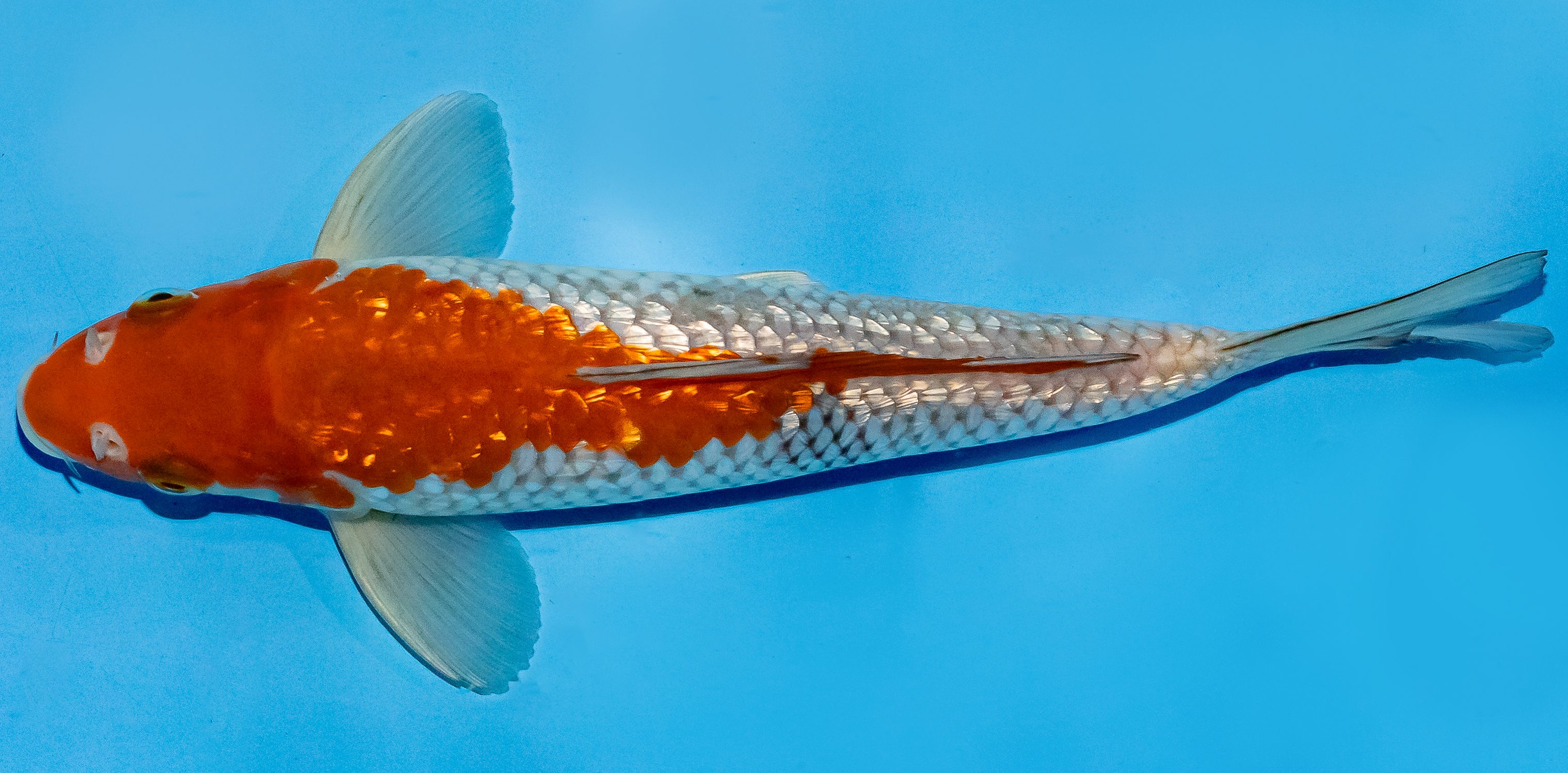 Koi 25-30cm Nr. 5202