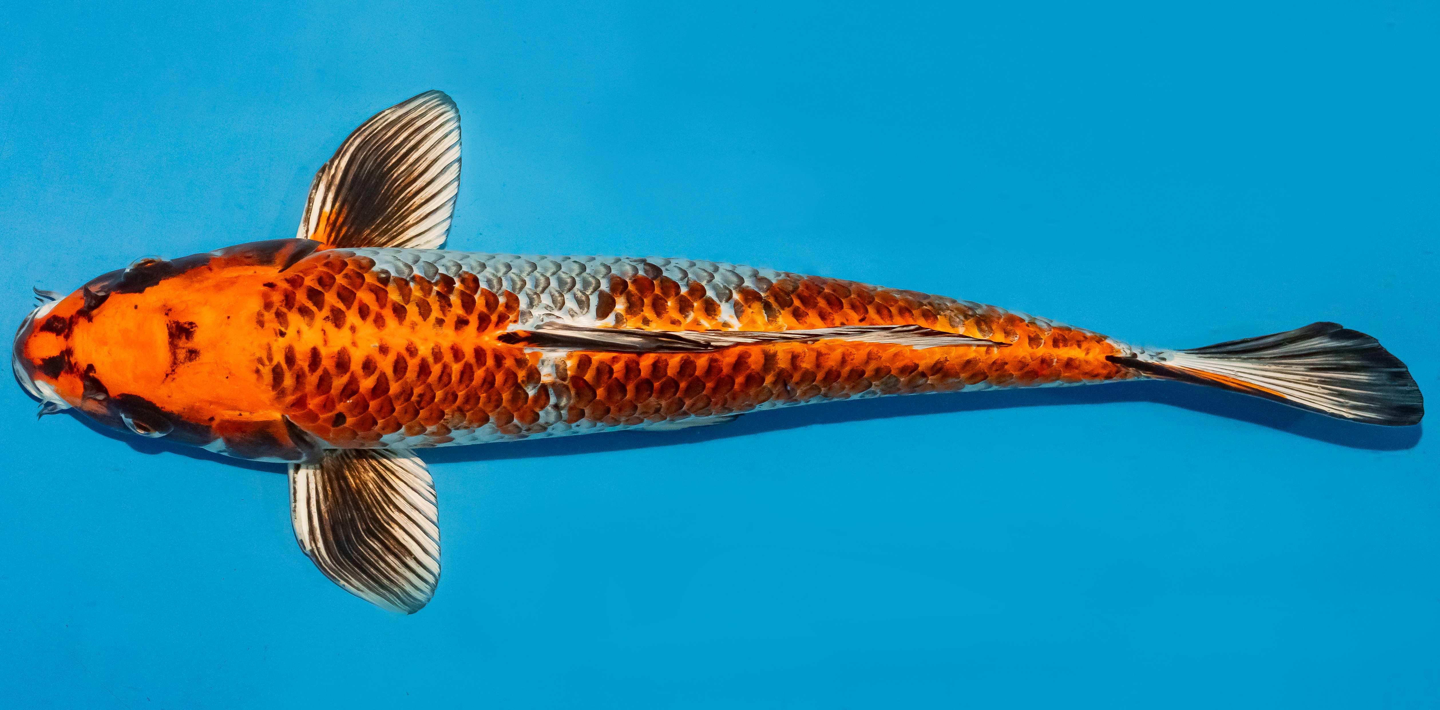 Koi 40-45cm Nr. 4972