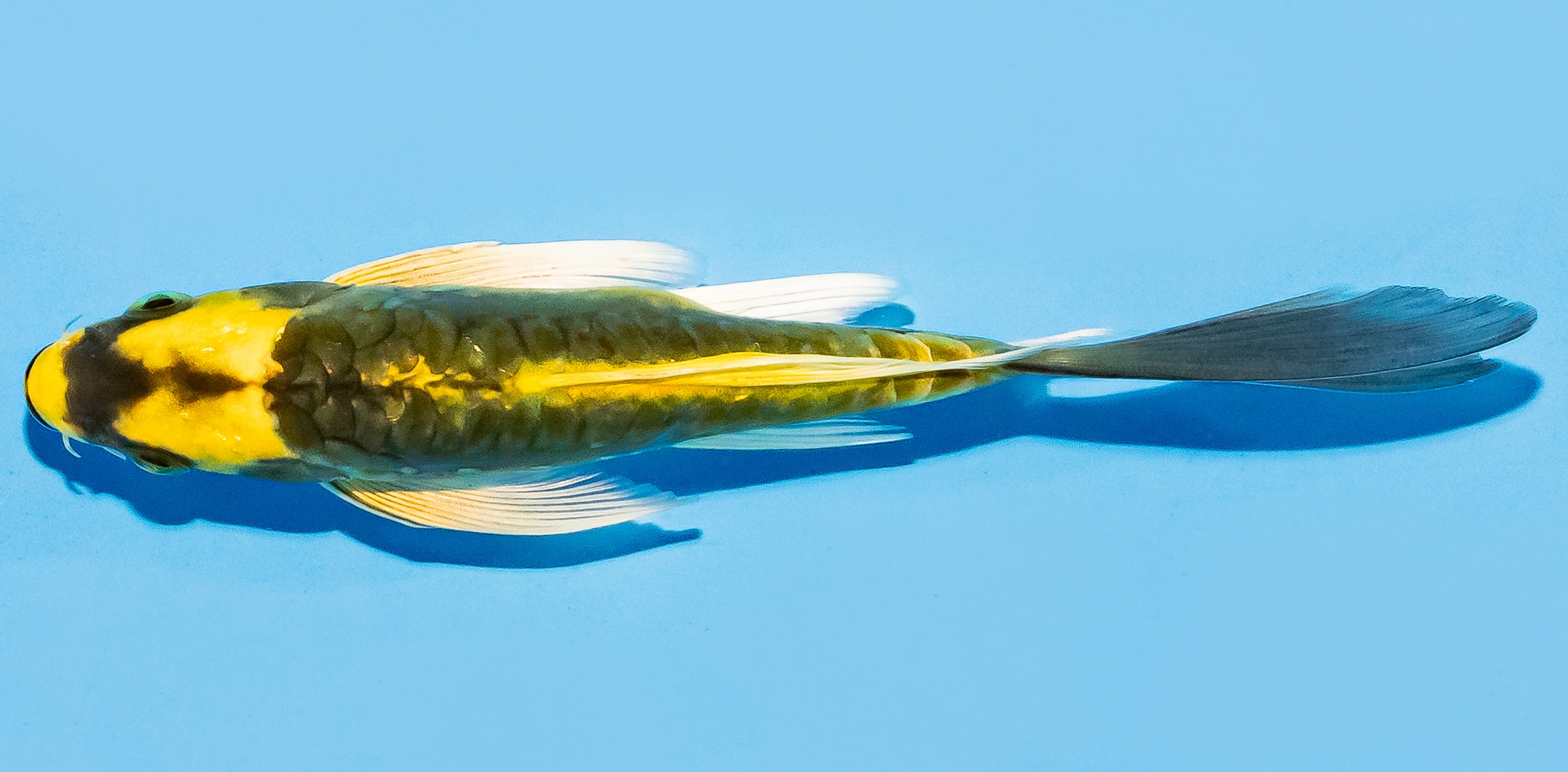 Butterfly Koi 14-17cm Nr. 8220