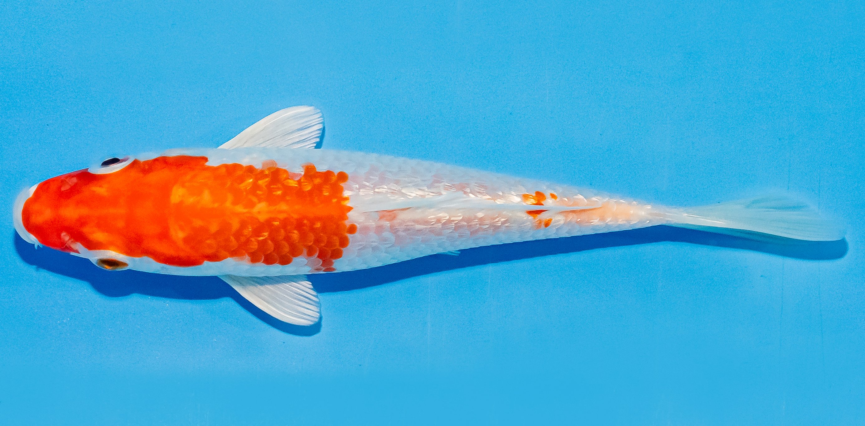 Koi 14-17cm Nr. 3119