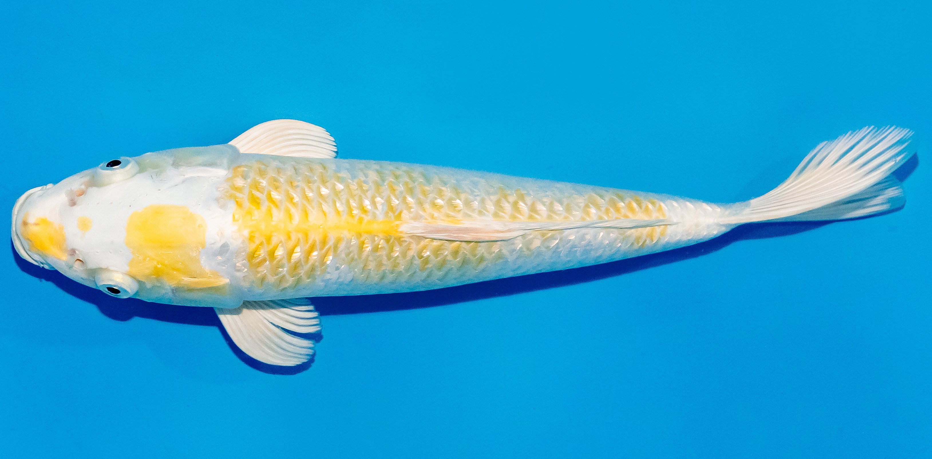 Koi 25-30cm Nr. 7934