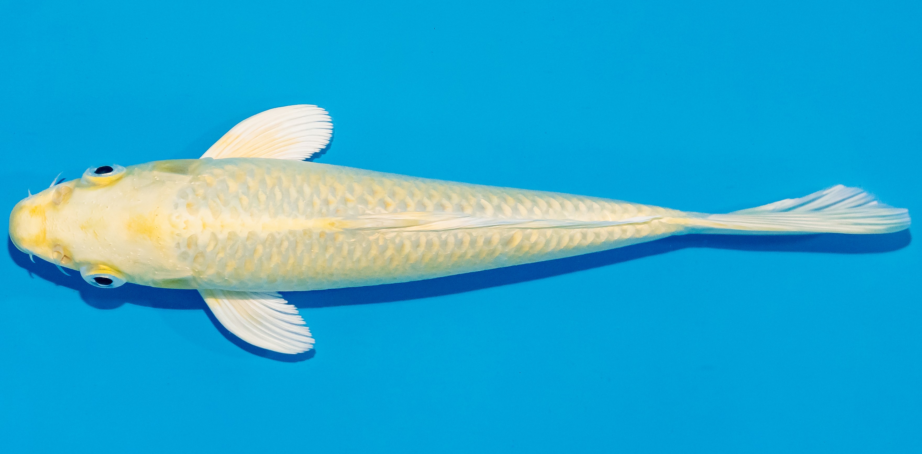 Koi 20-25cm Nr. 2802