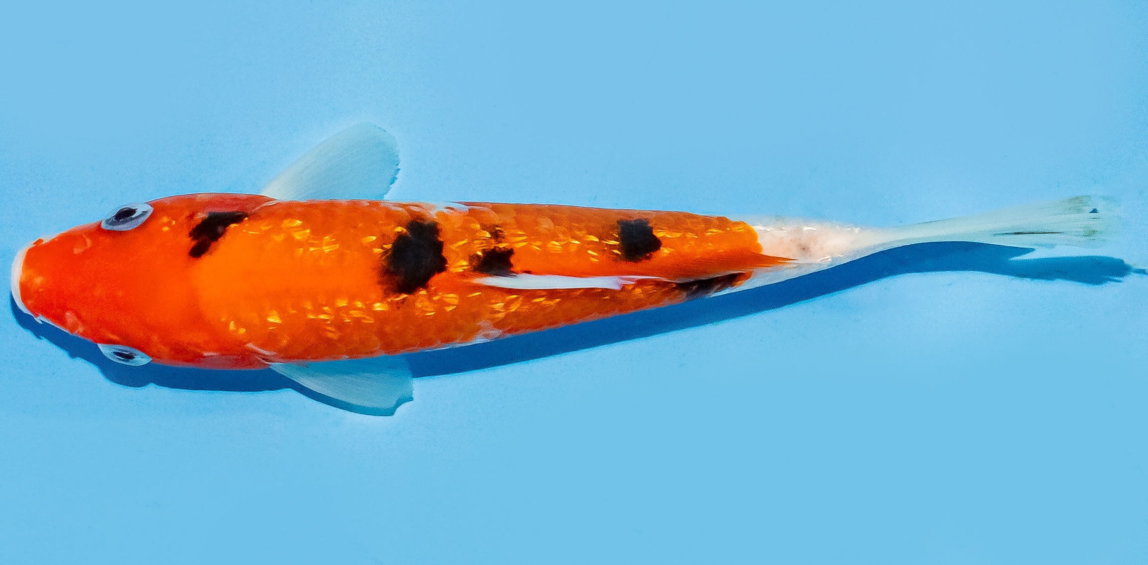 Koi 17-20cm Nr. 7813