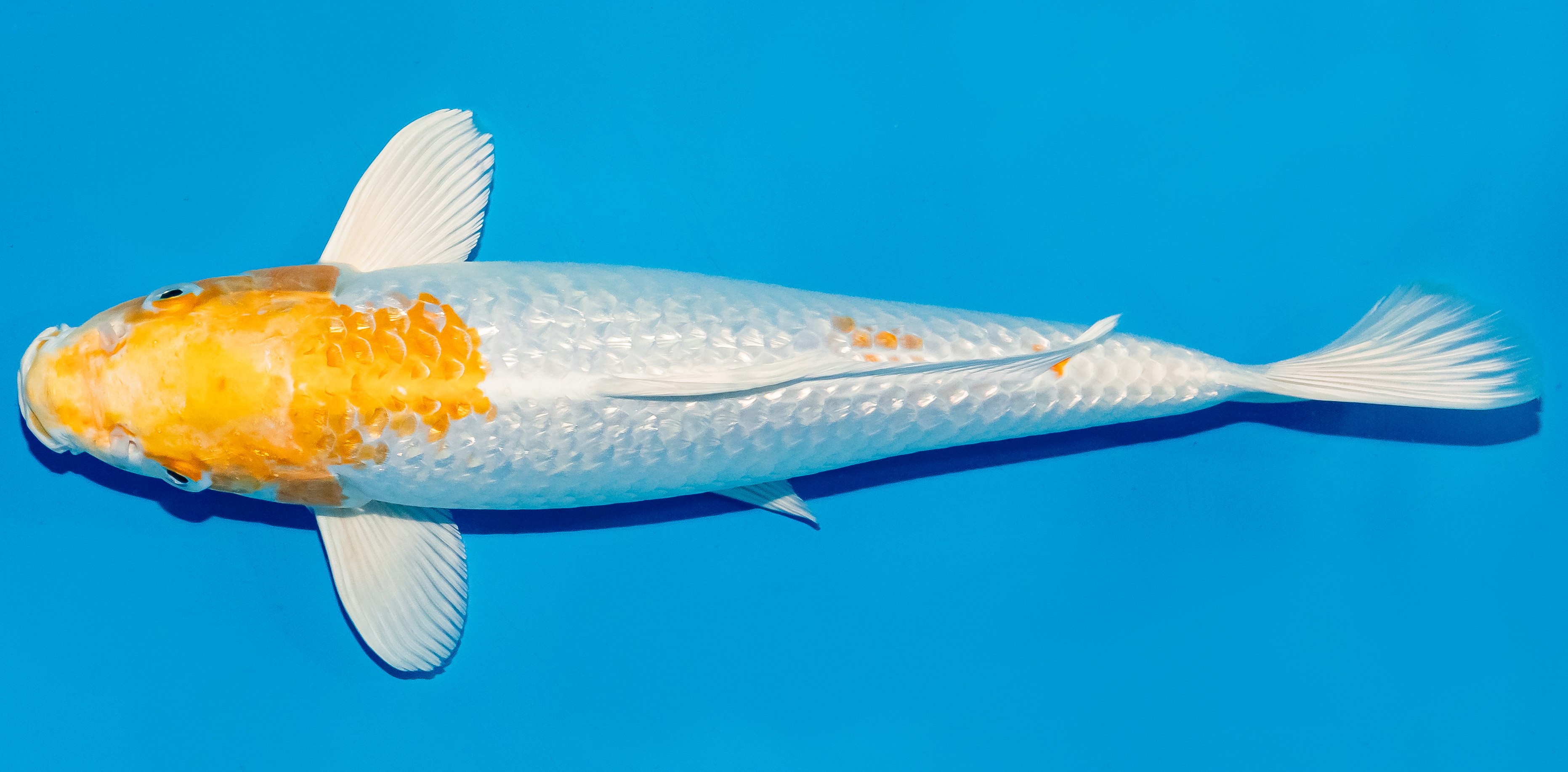 Koi 30-35cm Nr. 5101