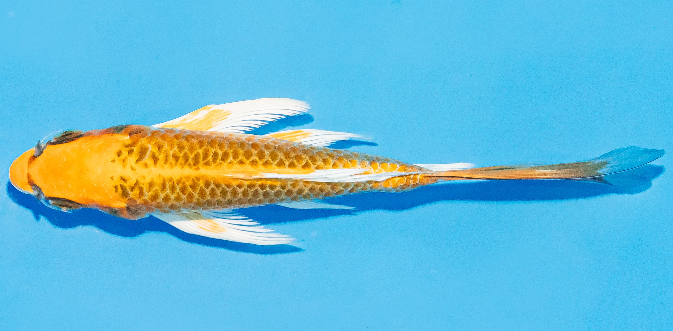 Butterfly Koi 14-17cm Nr. 3714