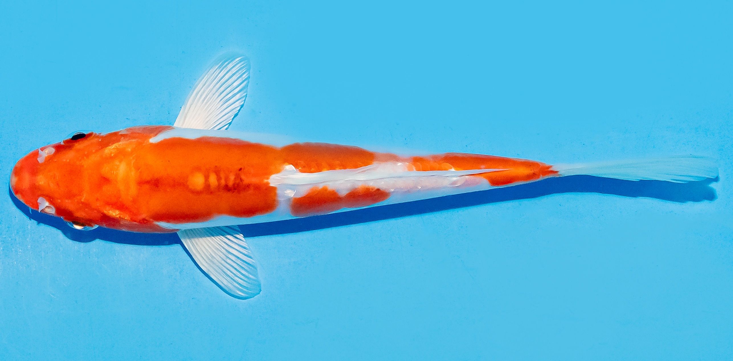 Koi 17-20cm Nr. 8755