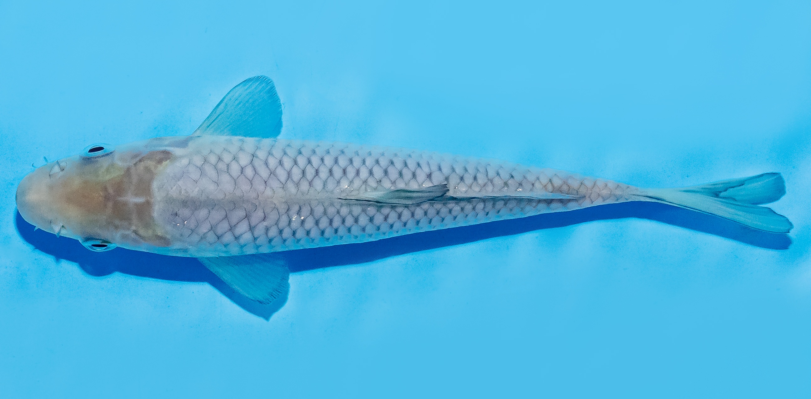 Koi 17-20cm Nr. 8769