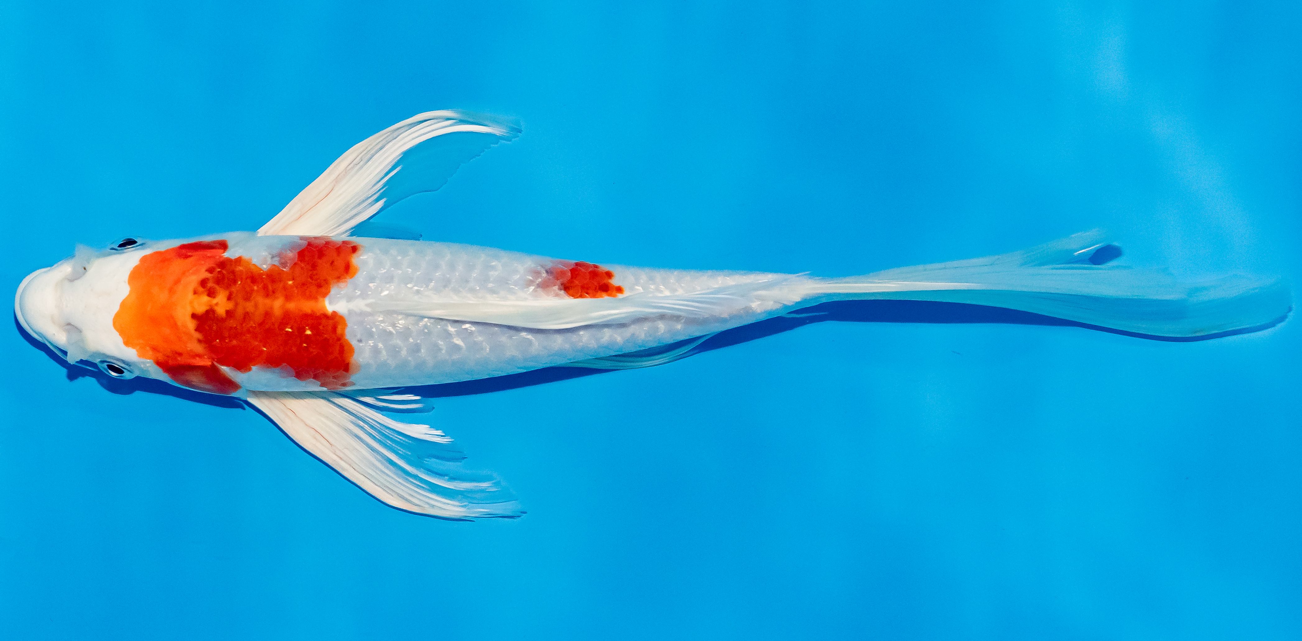 Butterfly Koi 25-30cm Nr. 2375