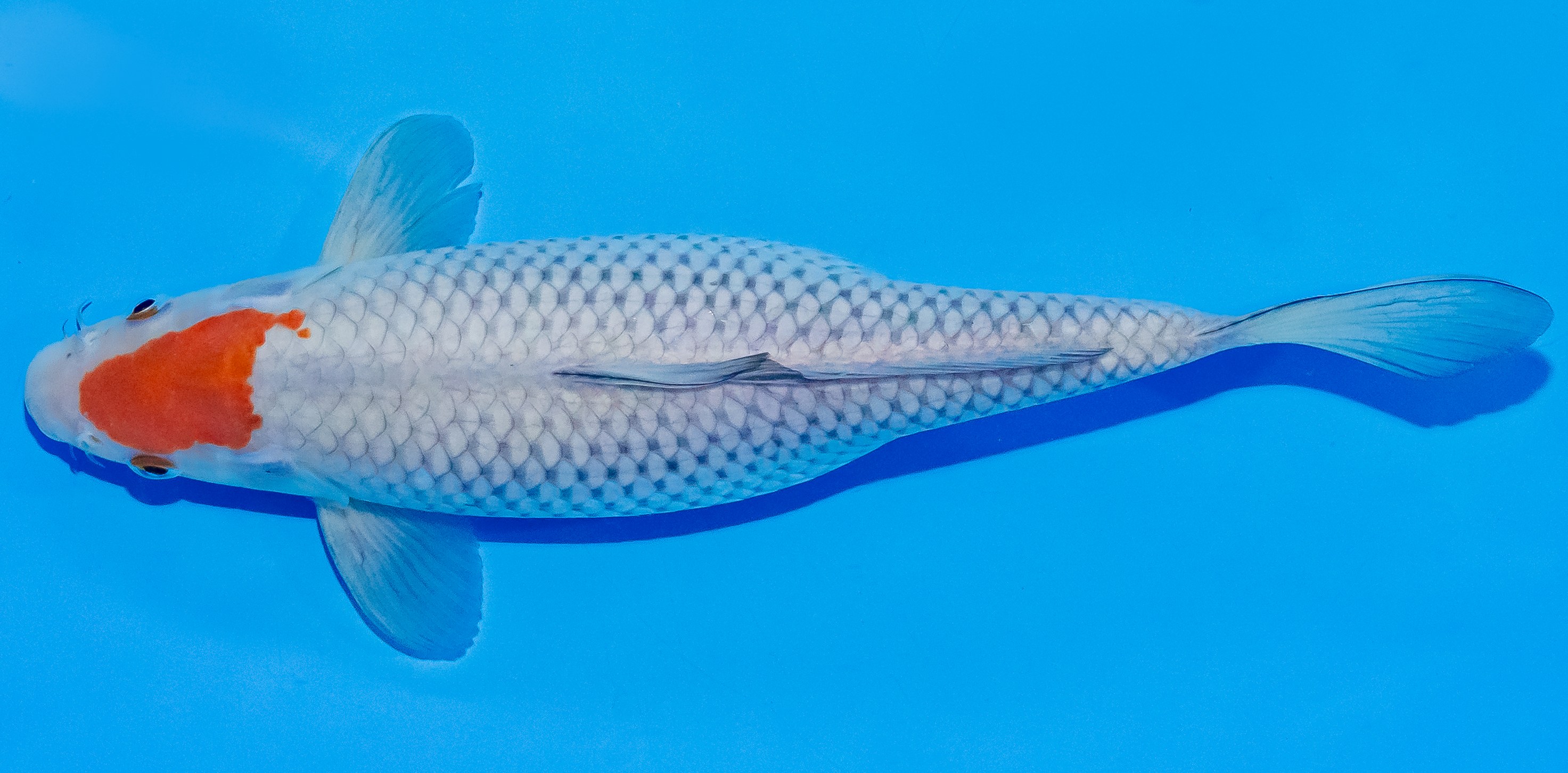 Koi 30-35cm Nr. 3712