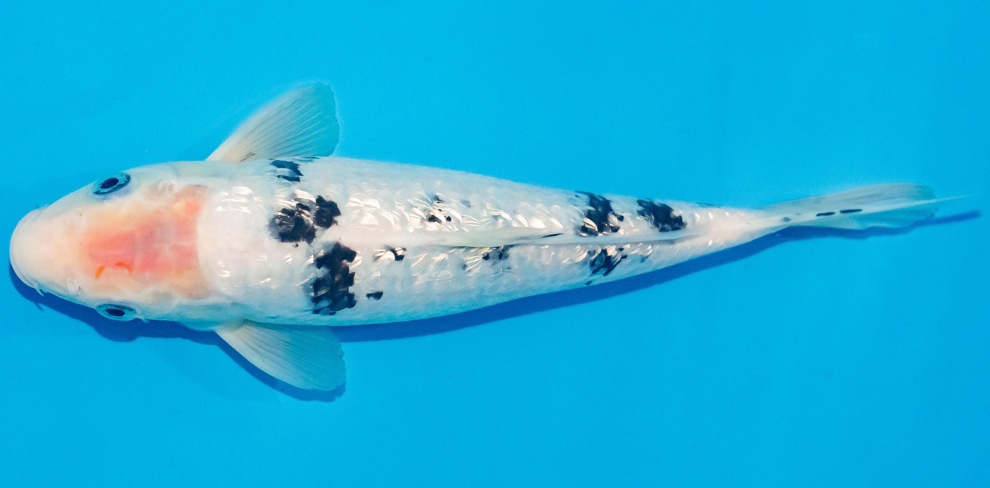 Koi 25-30cm Nr. 1588