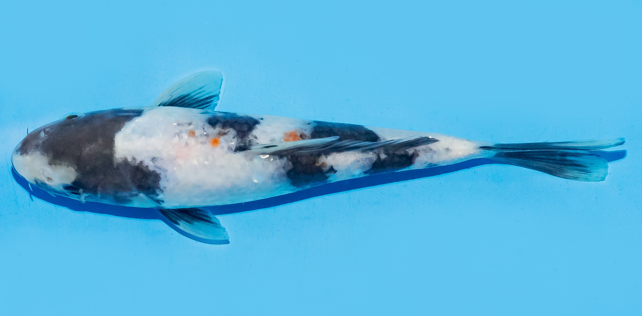 Koi 17-20cm Nr. 8743