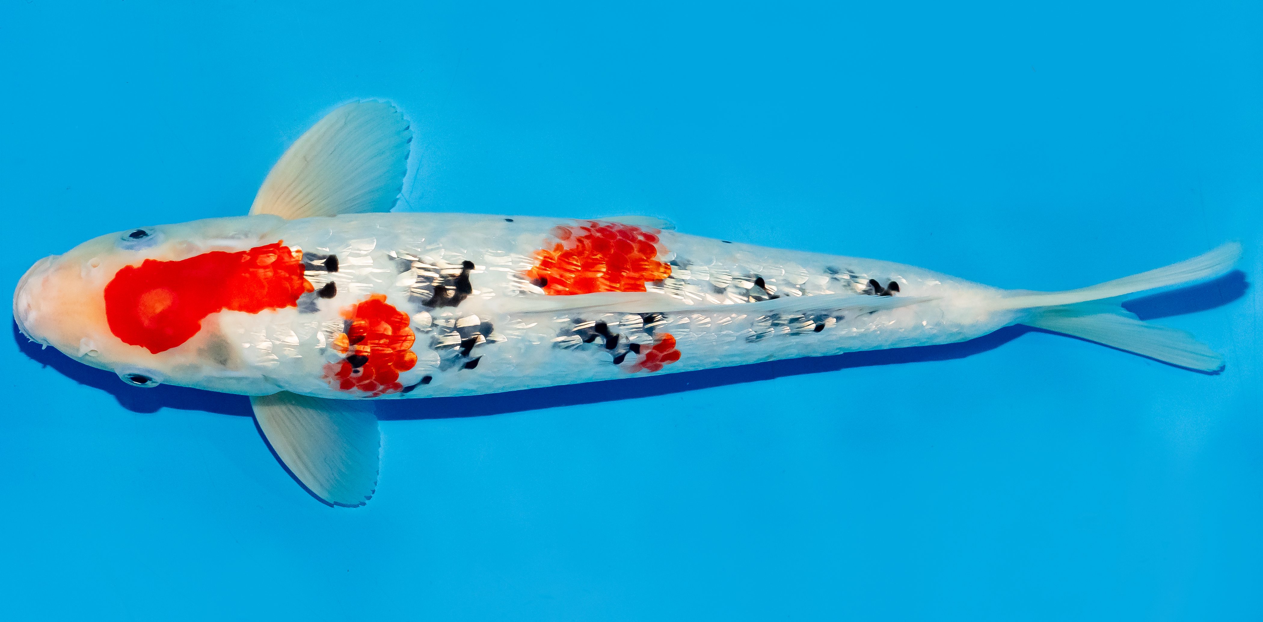 Koi 30-35cm Nr. 6341