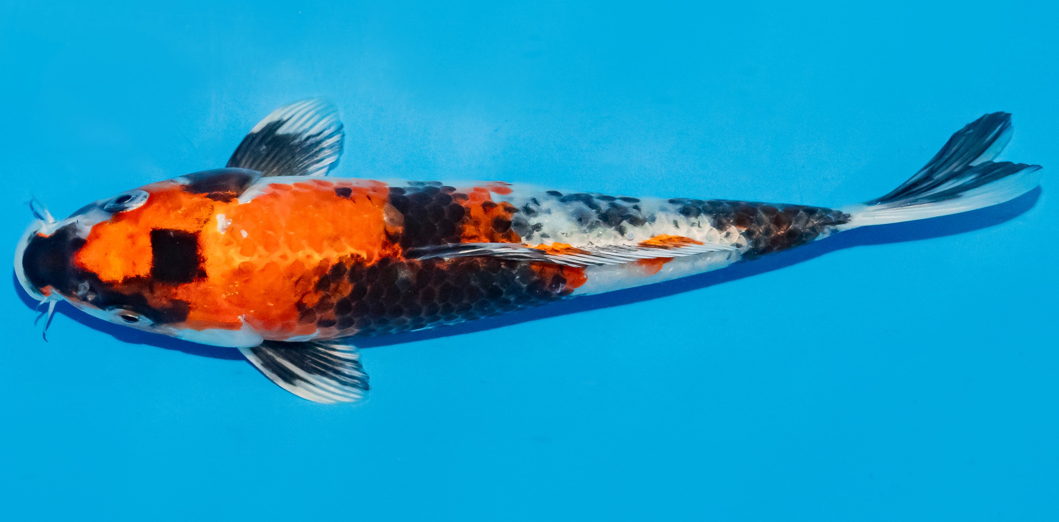Koi 25-30cm Nr. 7918