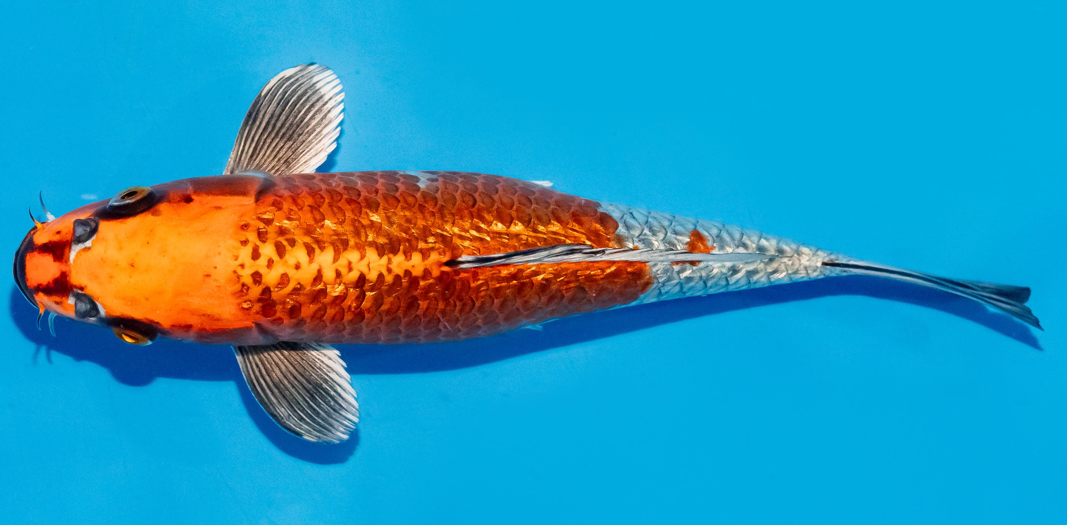 Koi 25-30cm Nr. 7942