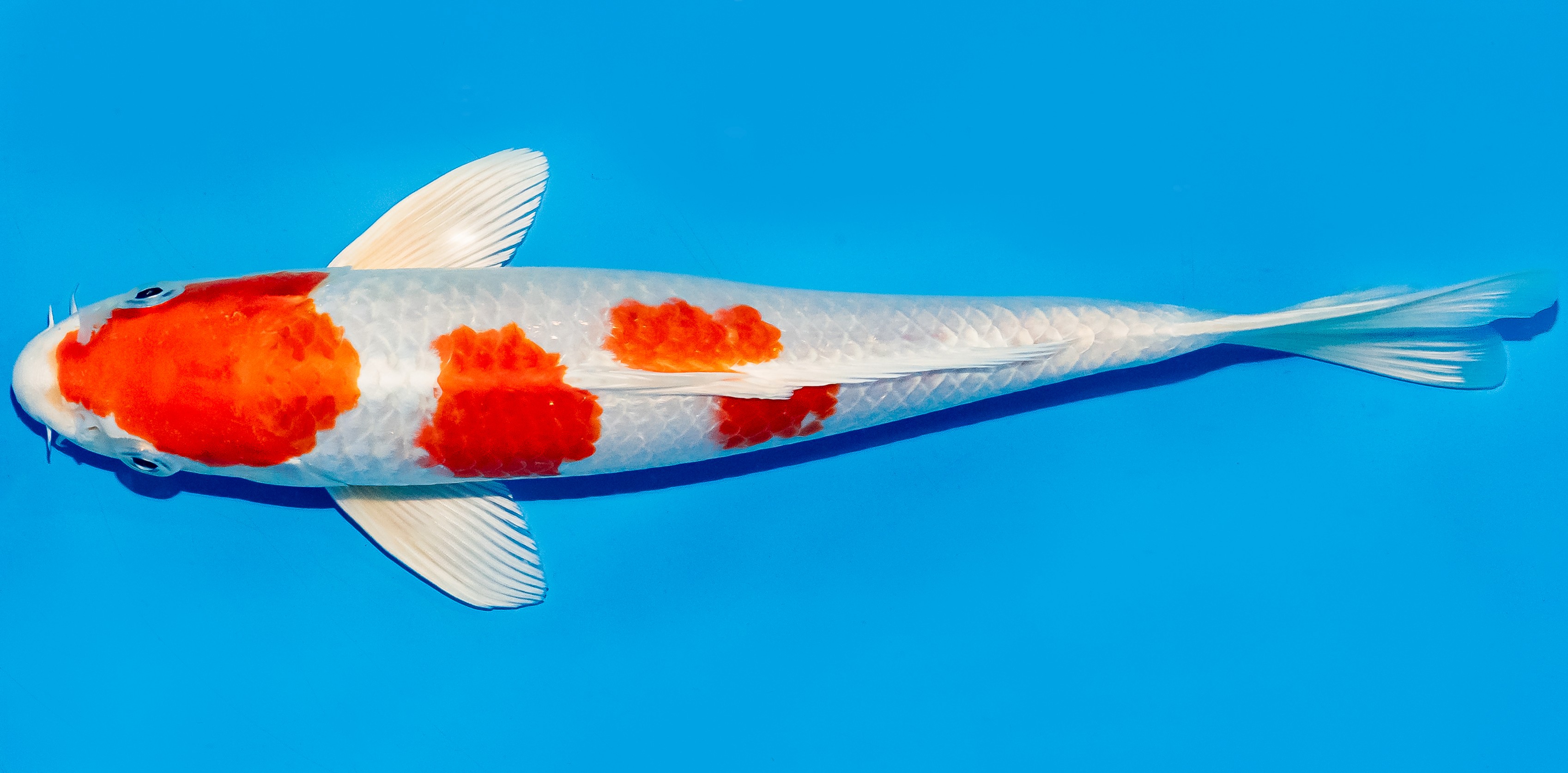 Koi 25-30cm Nr. 5385
