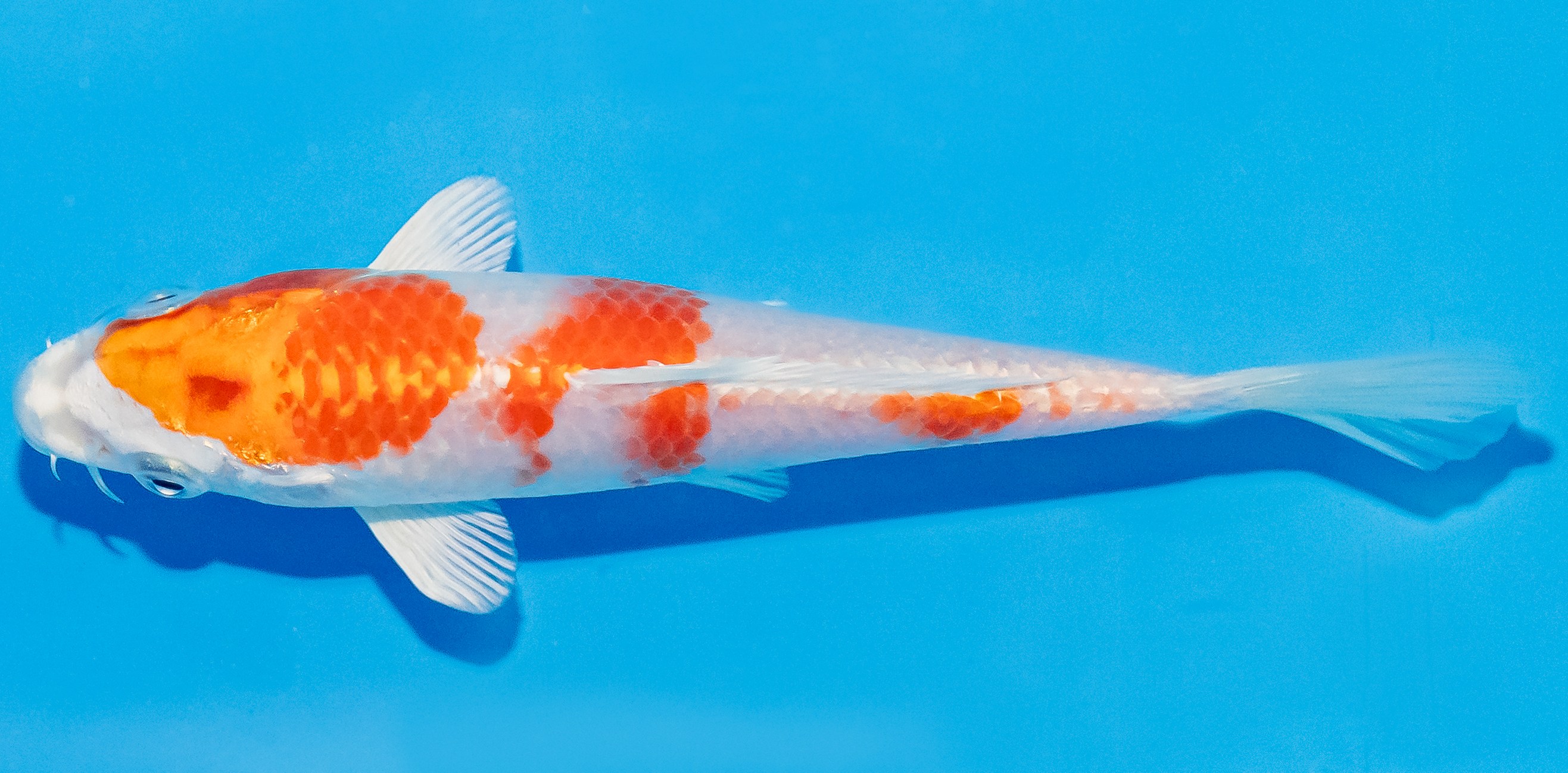 Koi 14-17cm Nr. 3151