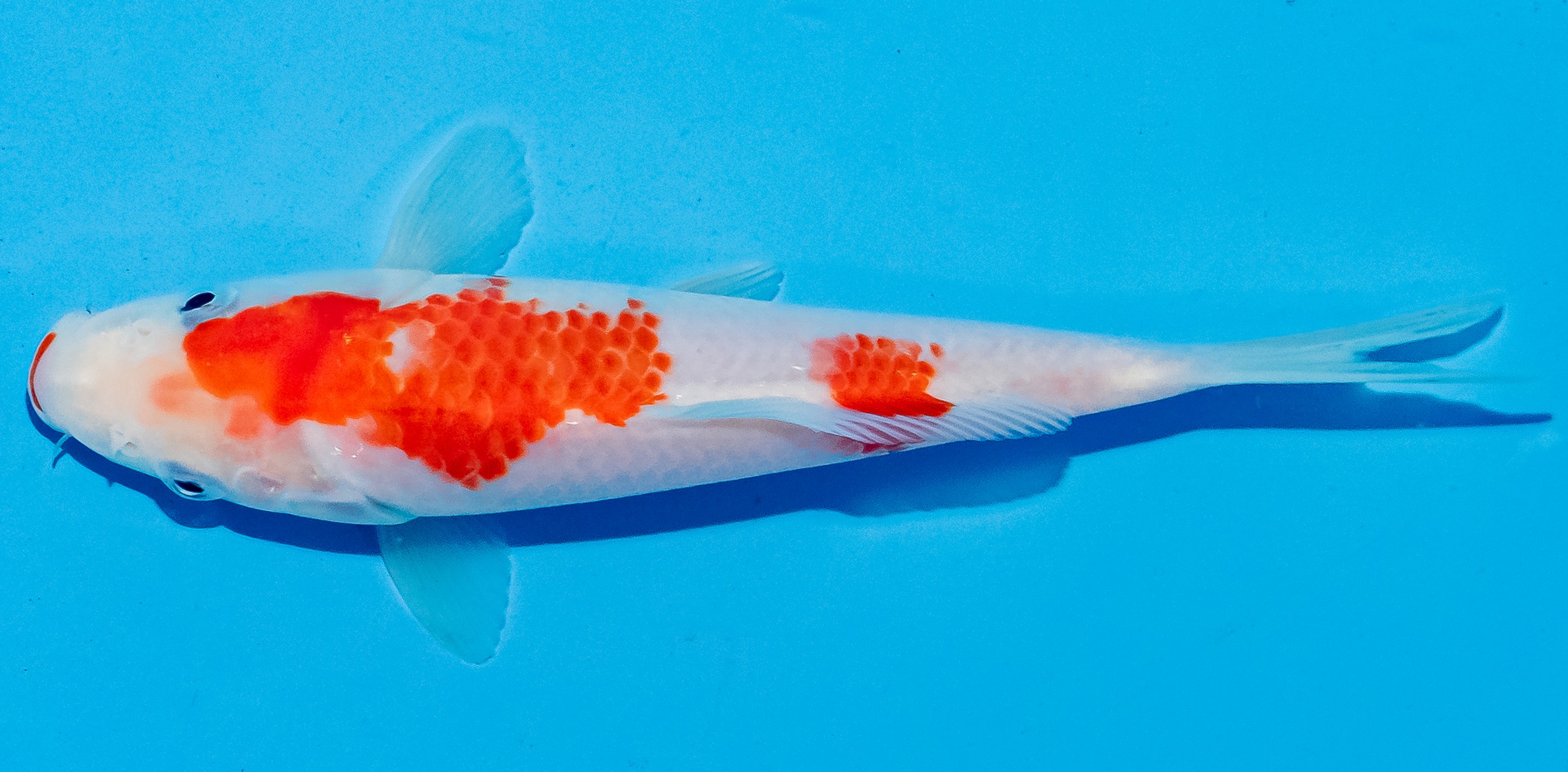 Koi 14-17cm Nr. 6120
