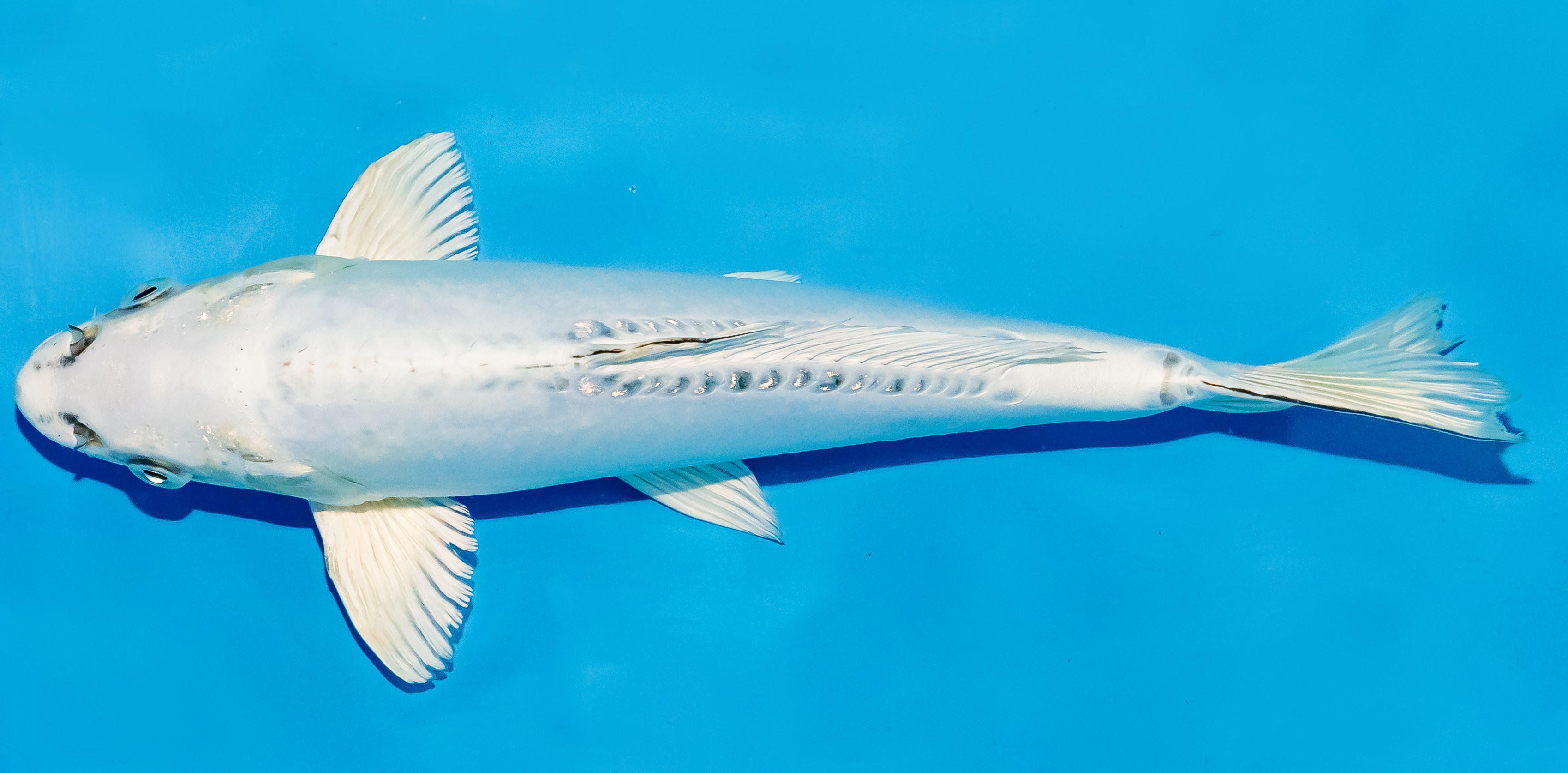 Koi 25-30cm Nr. 5201