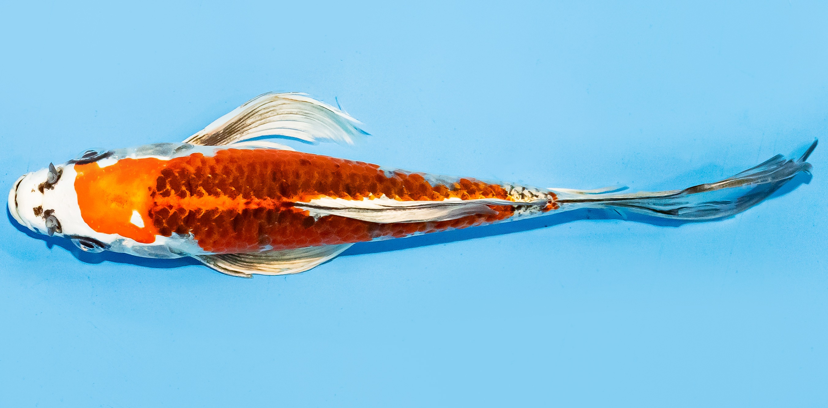 Butterfly Koi 20-25cm Nr. 7333