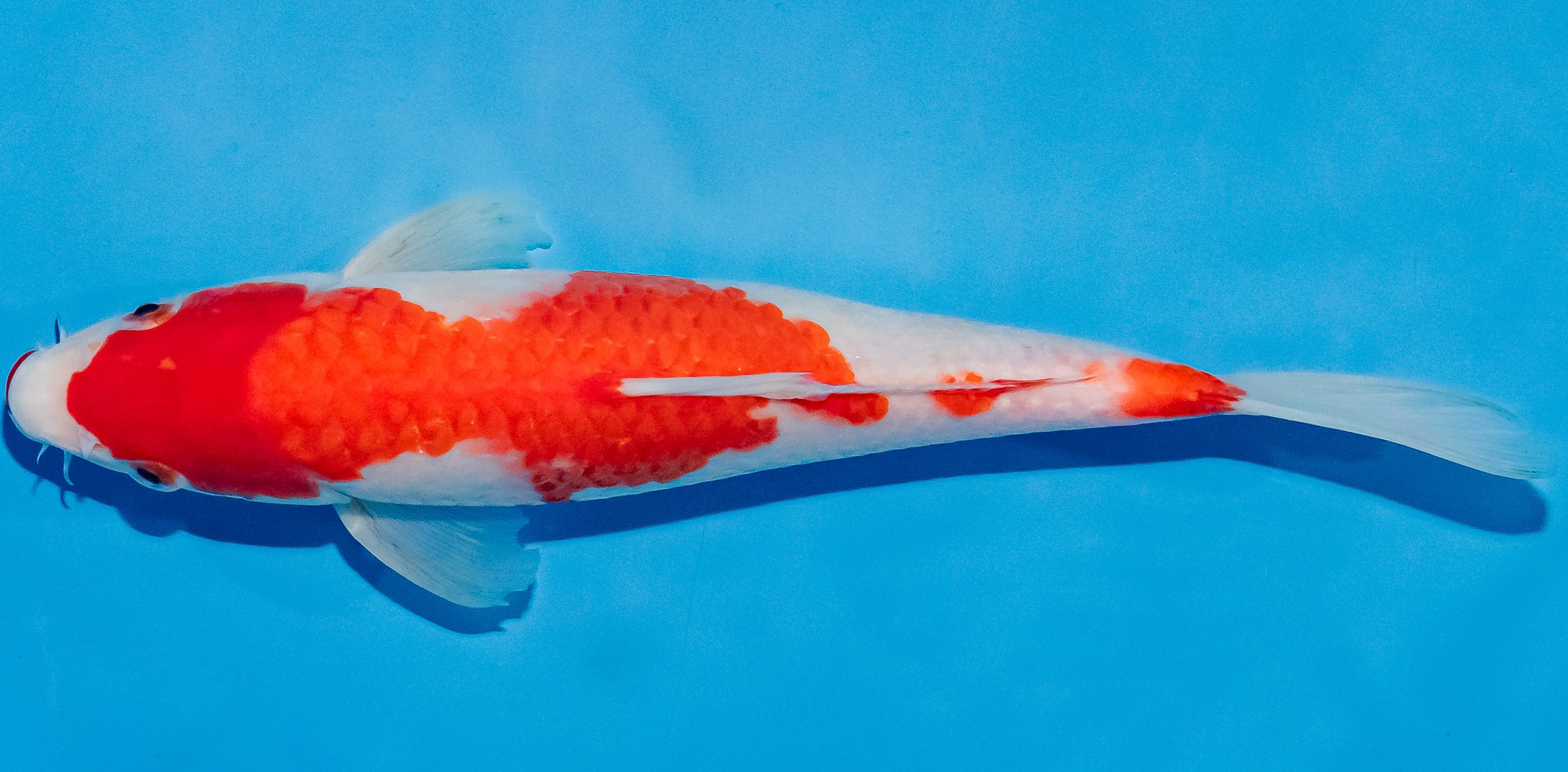 Koi 20-25cm Nr. 1945