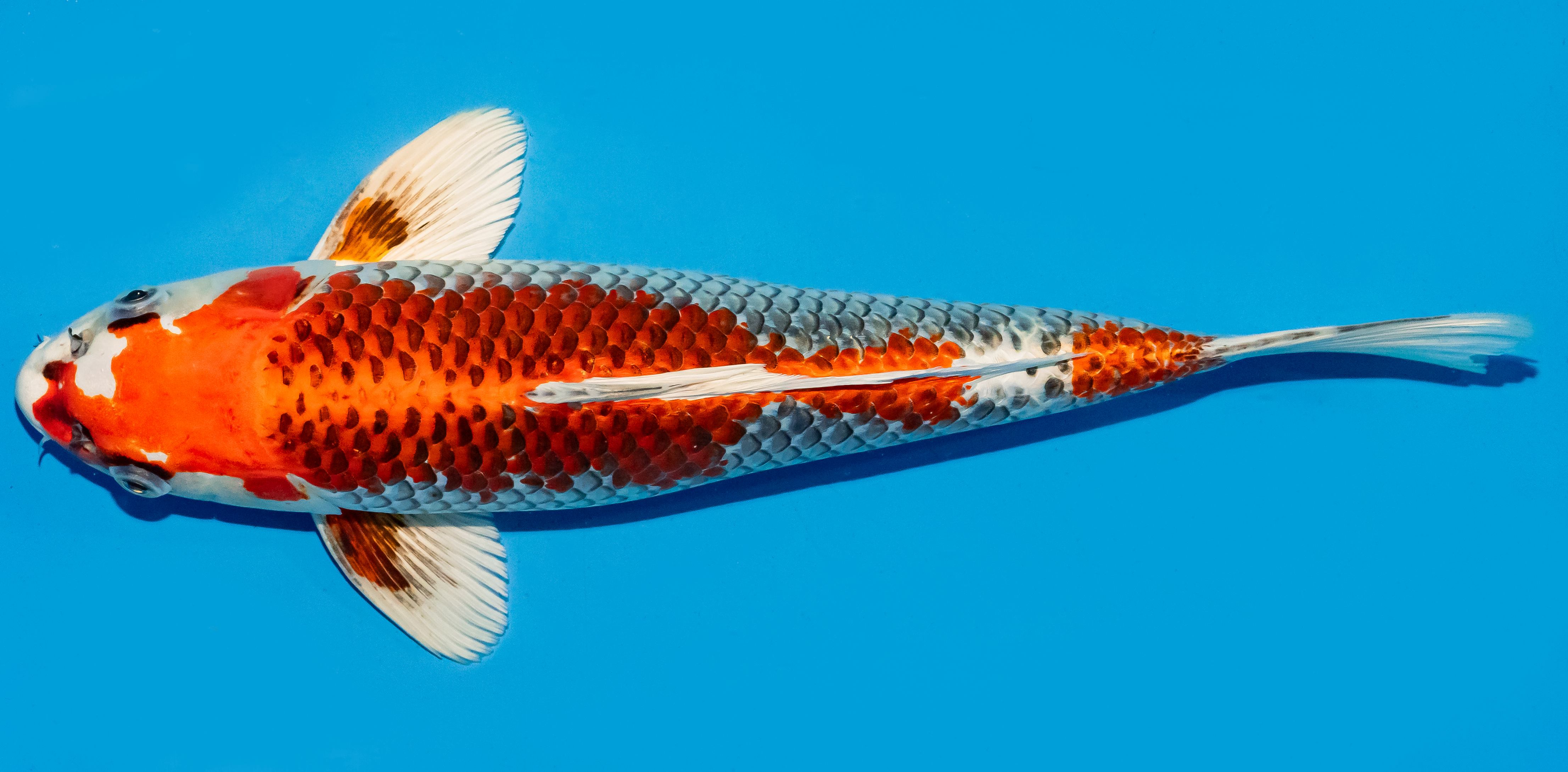Koi 35-40cm Nr. 6702