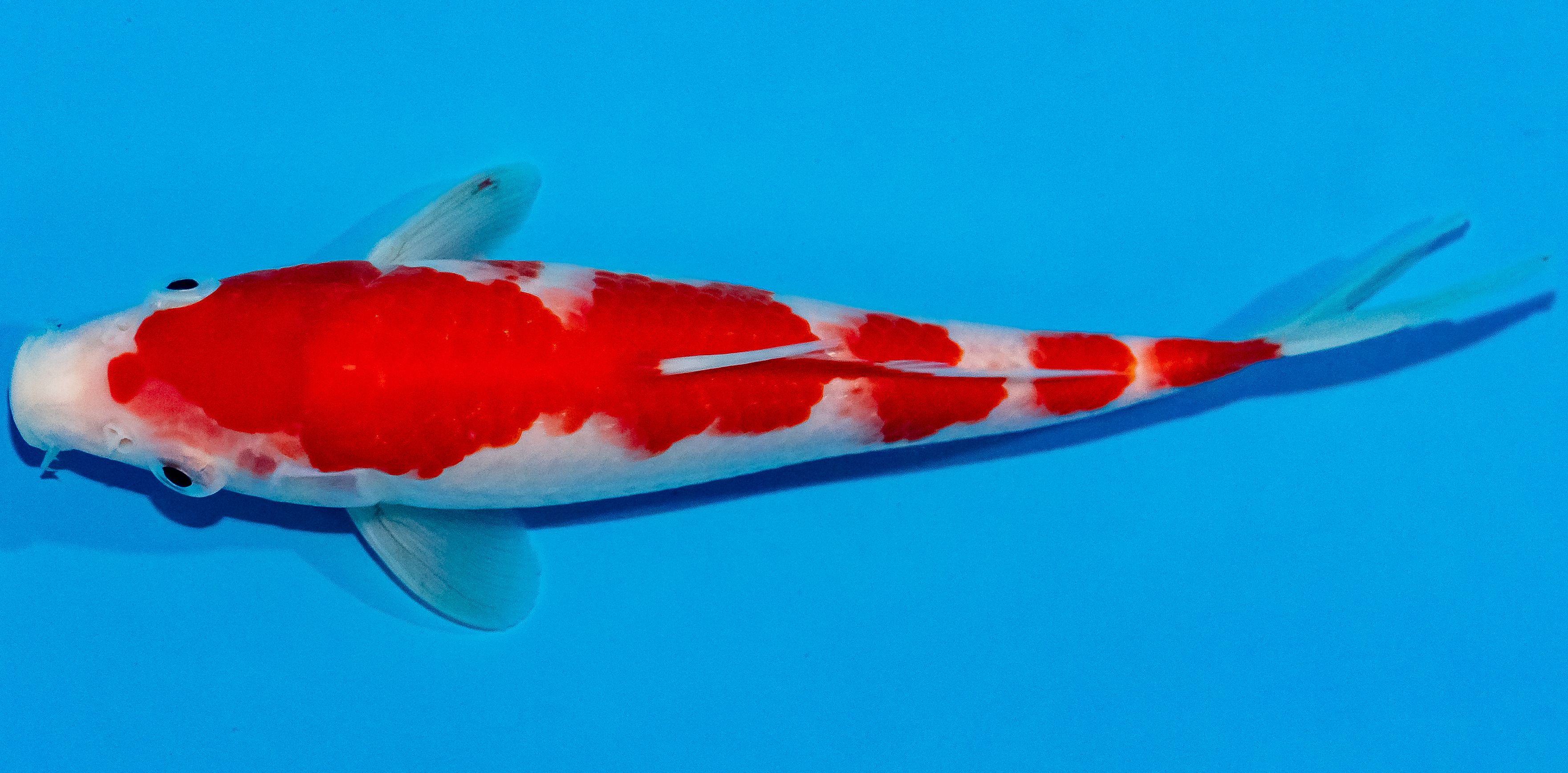 Koi 20-25cm Nr. 1904