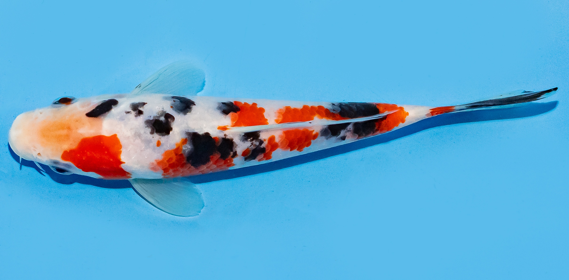 Koi 17-20cm Nr. 8742