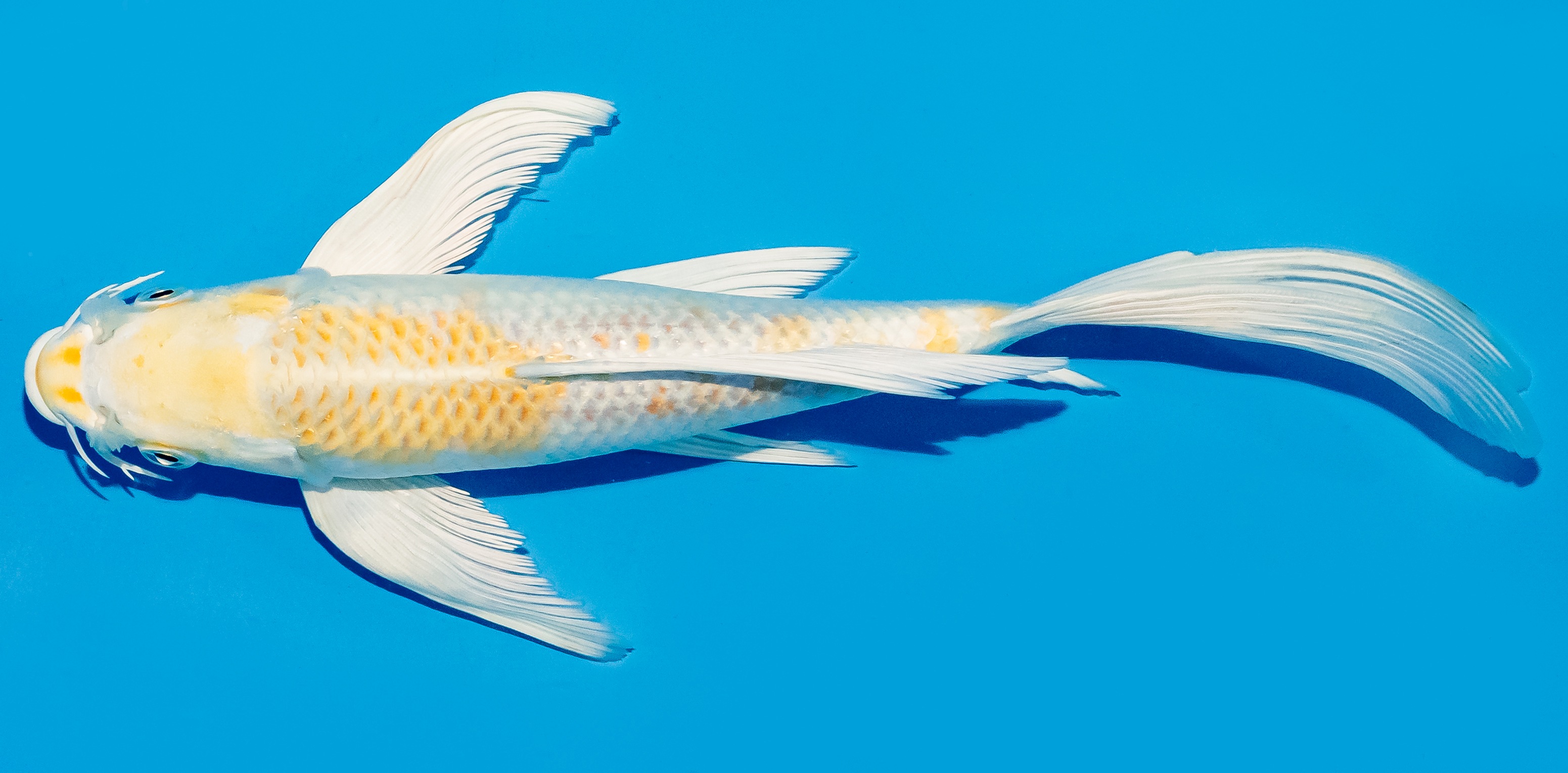 Butterfly Koi 25-30cm Nr. 5615