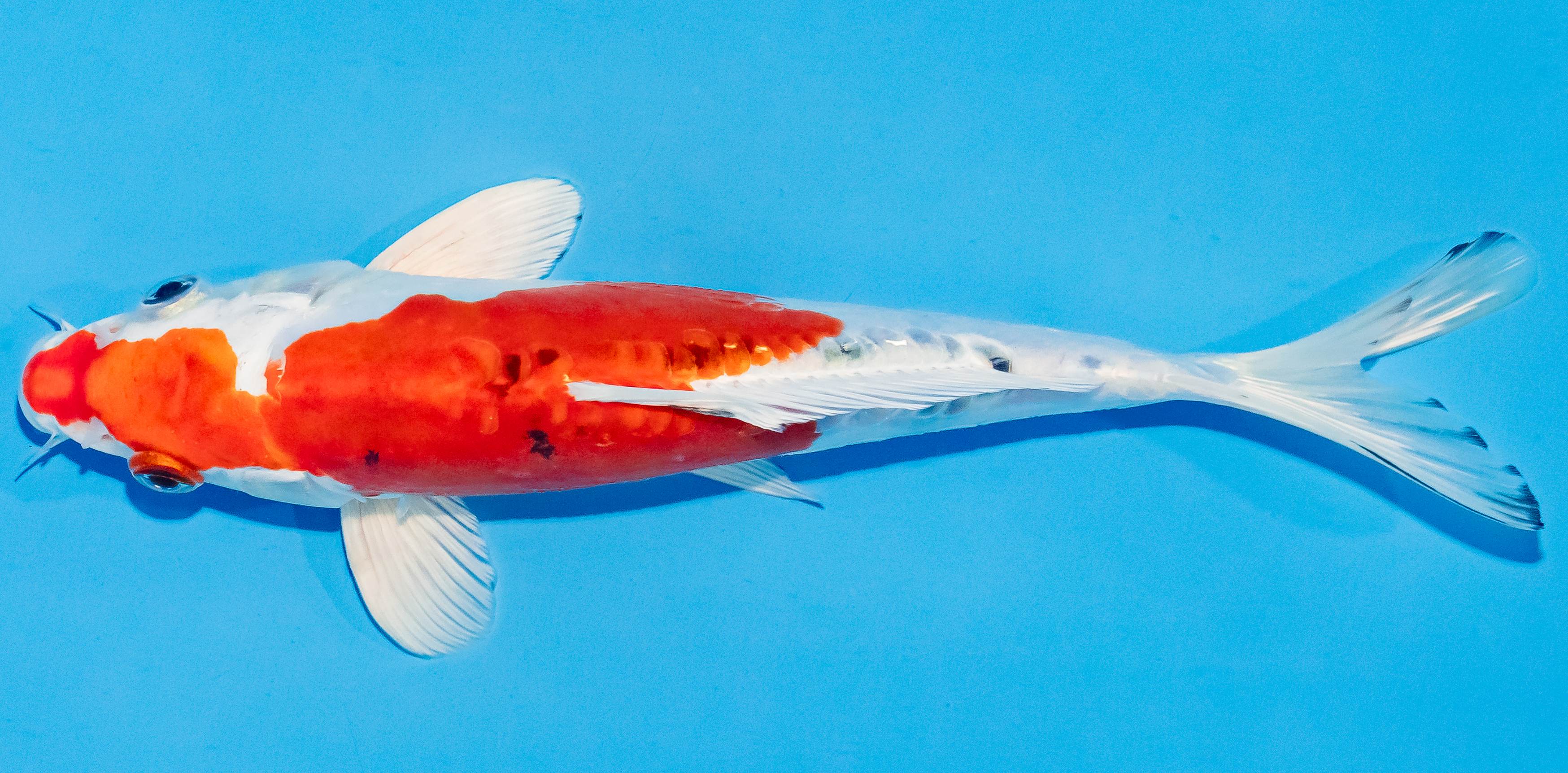 Koi 20-25cm Nr. 2811