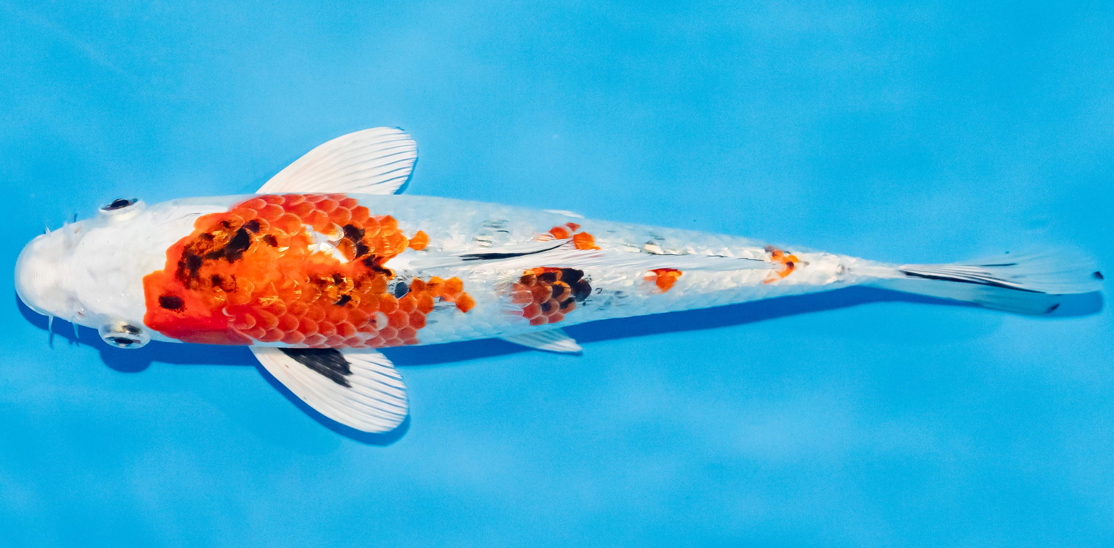 Koi 20-25cm Nr. 2824