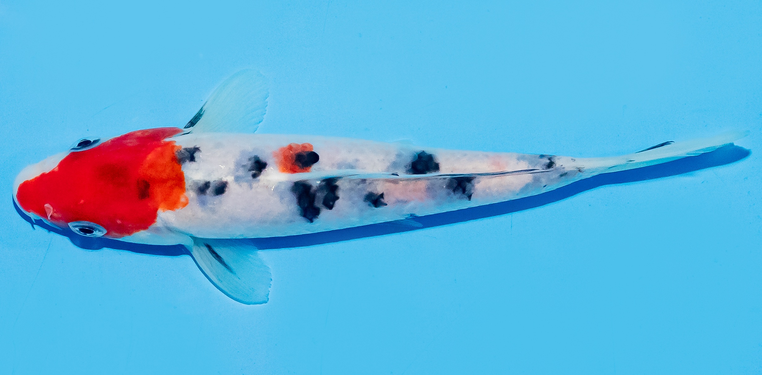 Koi 17-20cm Nr. 7738