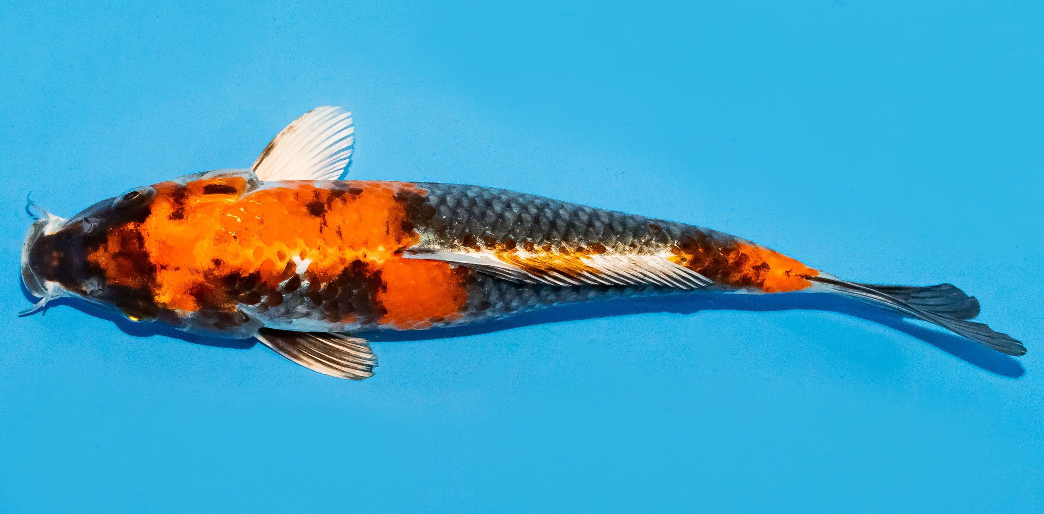 Koi 25-30cm Nr. 7937