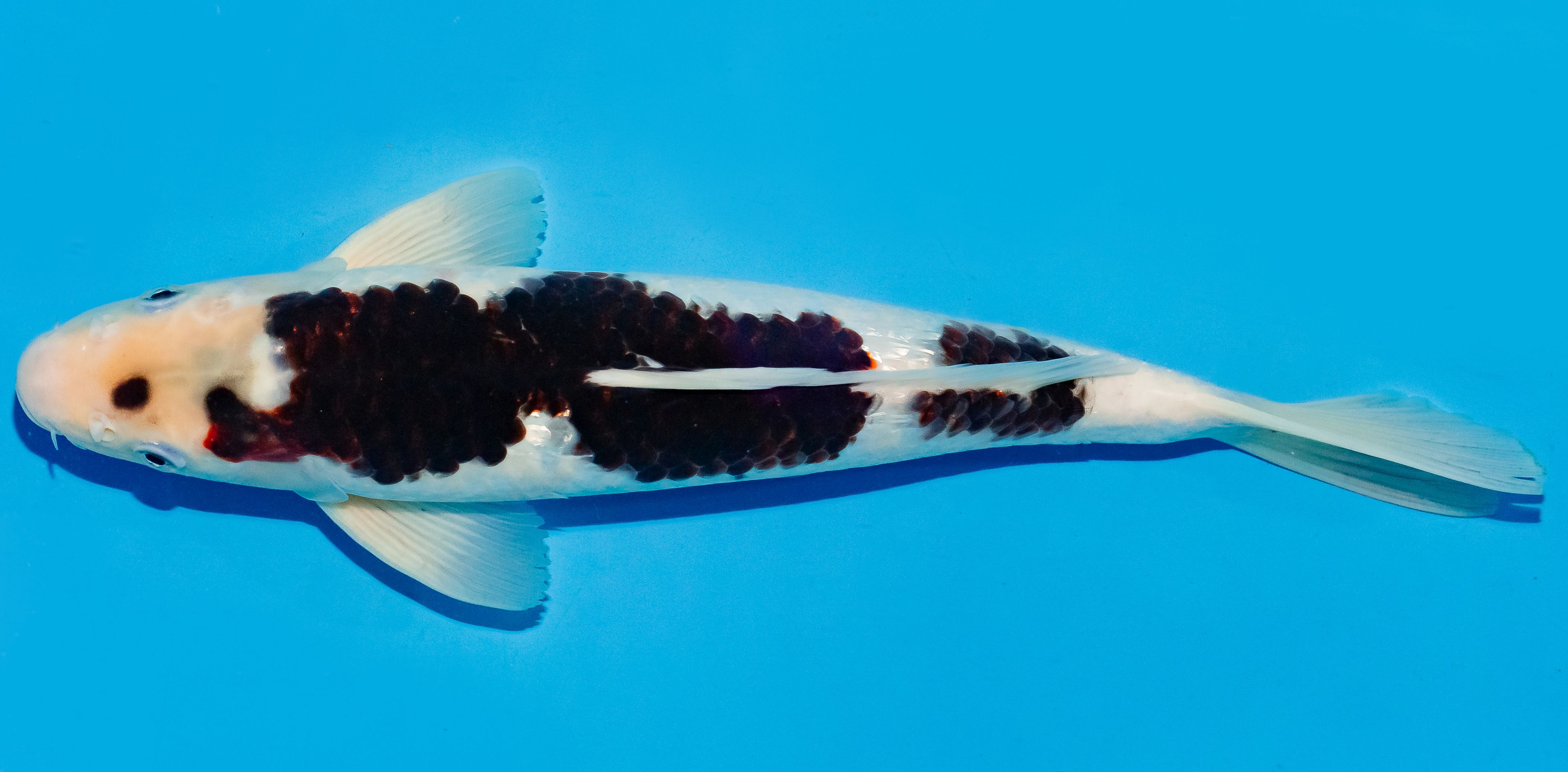 Koi 35-40cm Nr. 6713