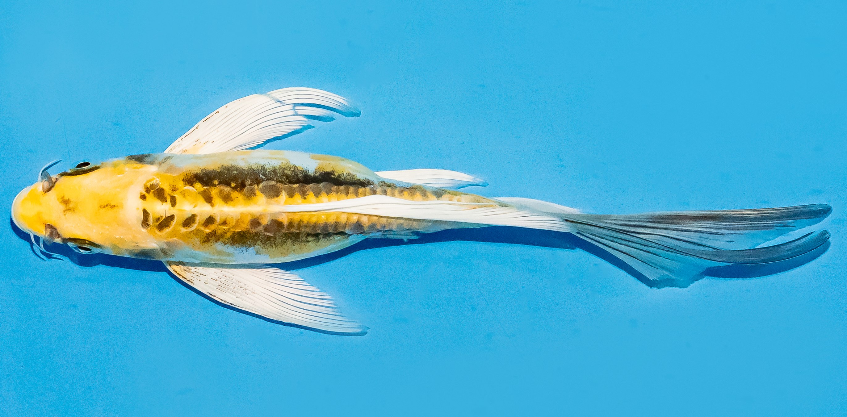Butterfly Koi 20-25cm Nr. 8525