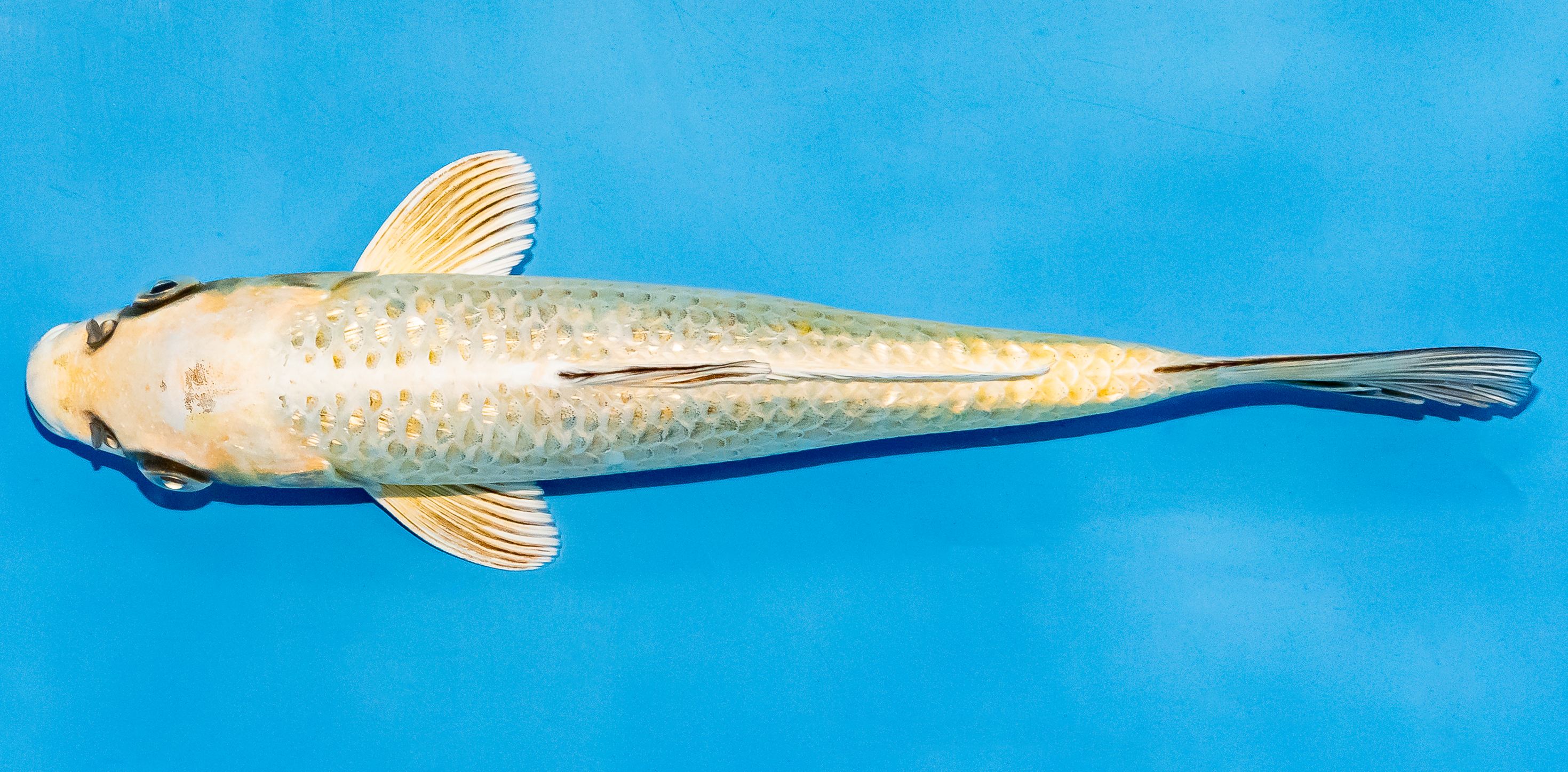 Koi 20-25cm Nr. 6052