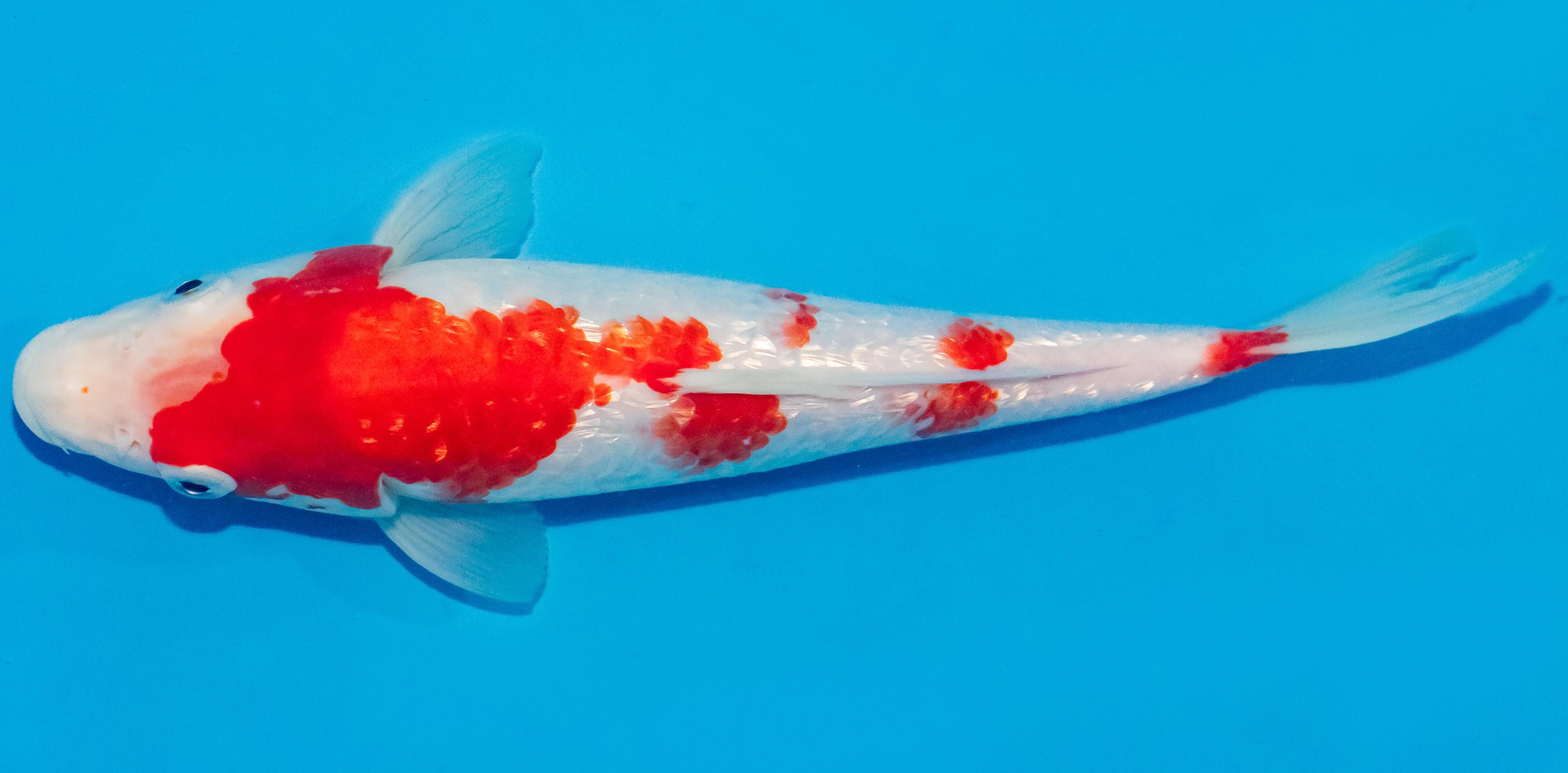 Koi 25-30cm Nr. 1593