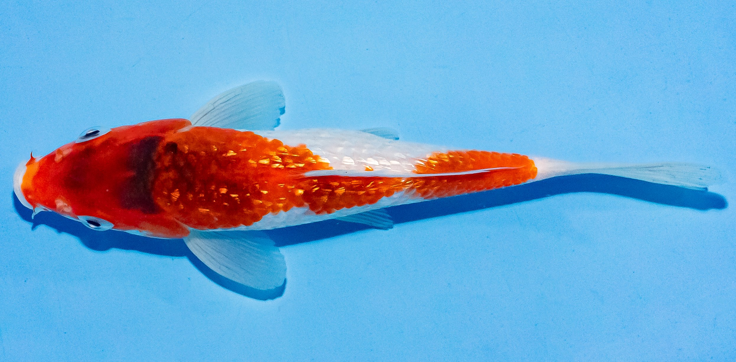 Koi 17-20cm Nr. 8720