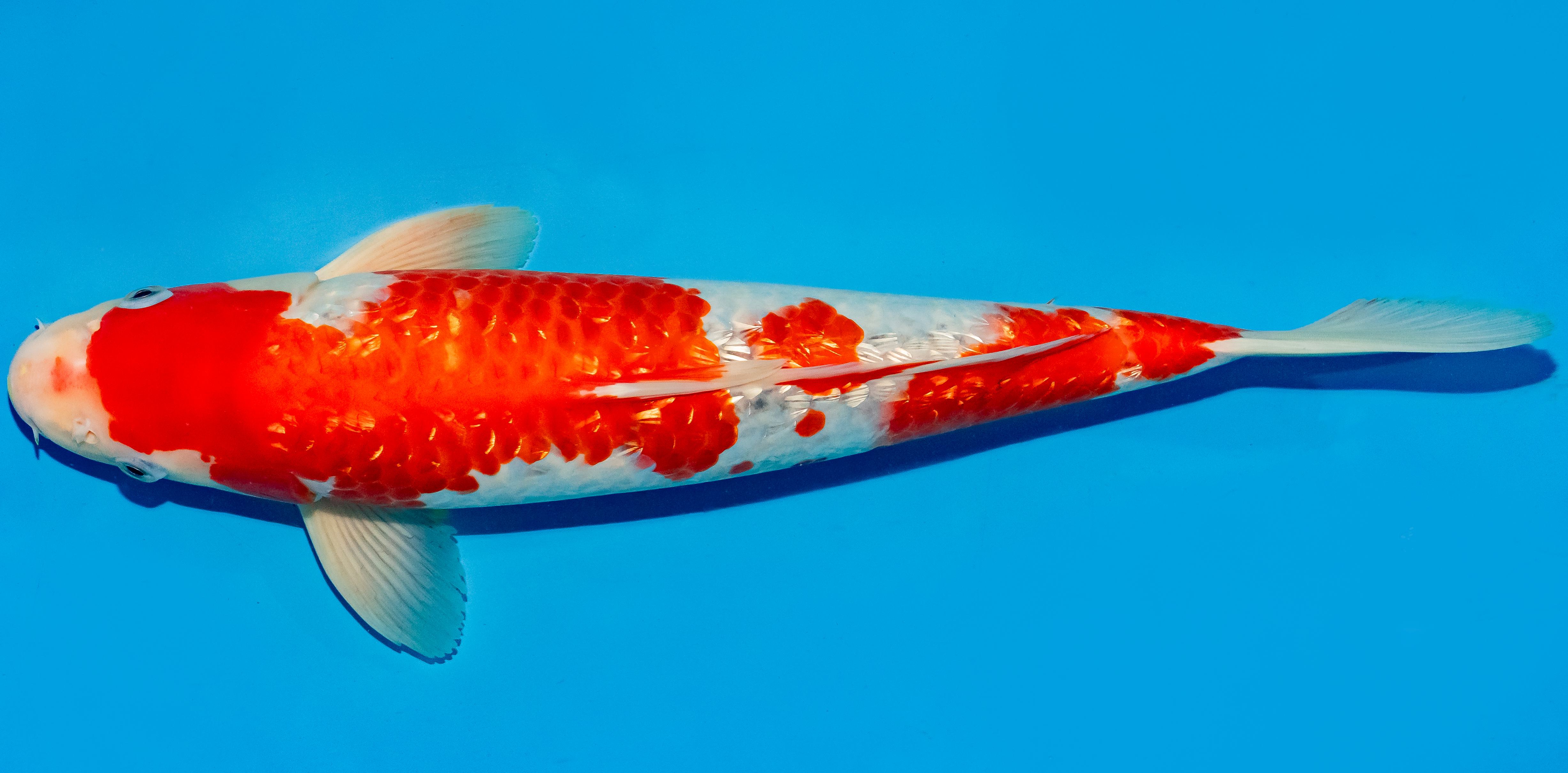 Koi 40-45cm Nr. 4949